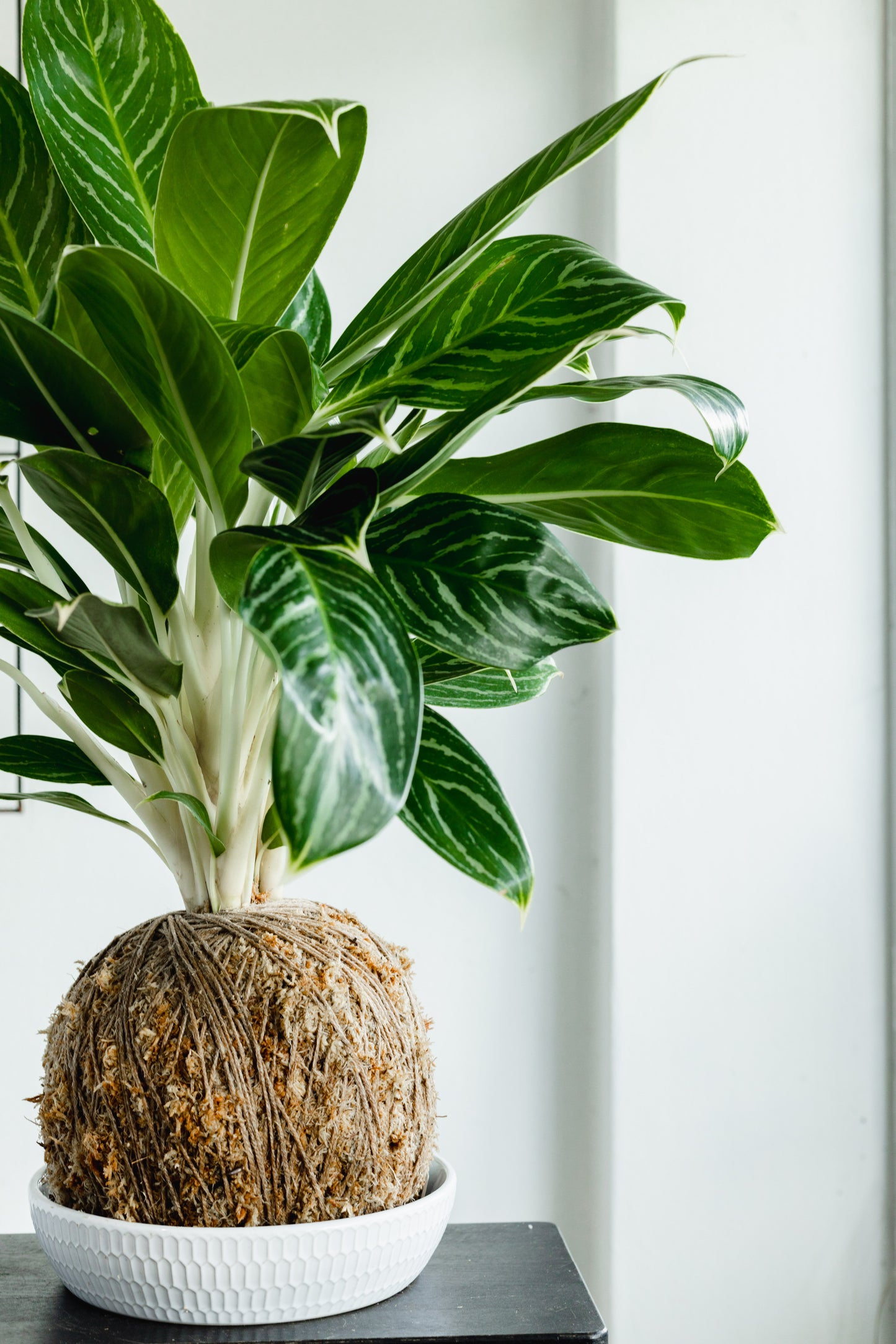 White tipped Kokedama