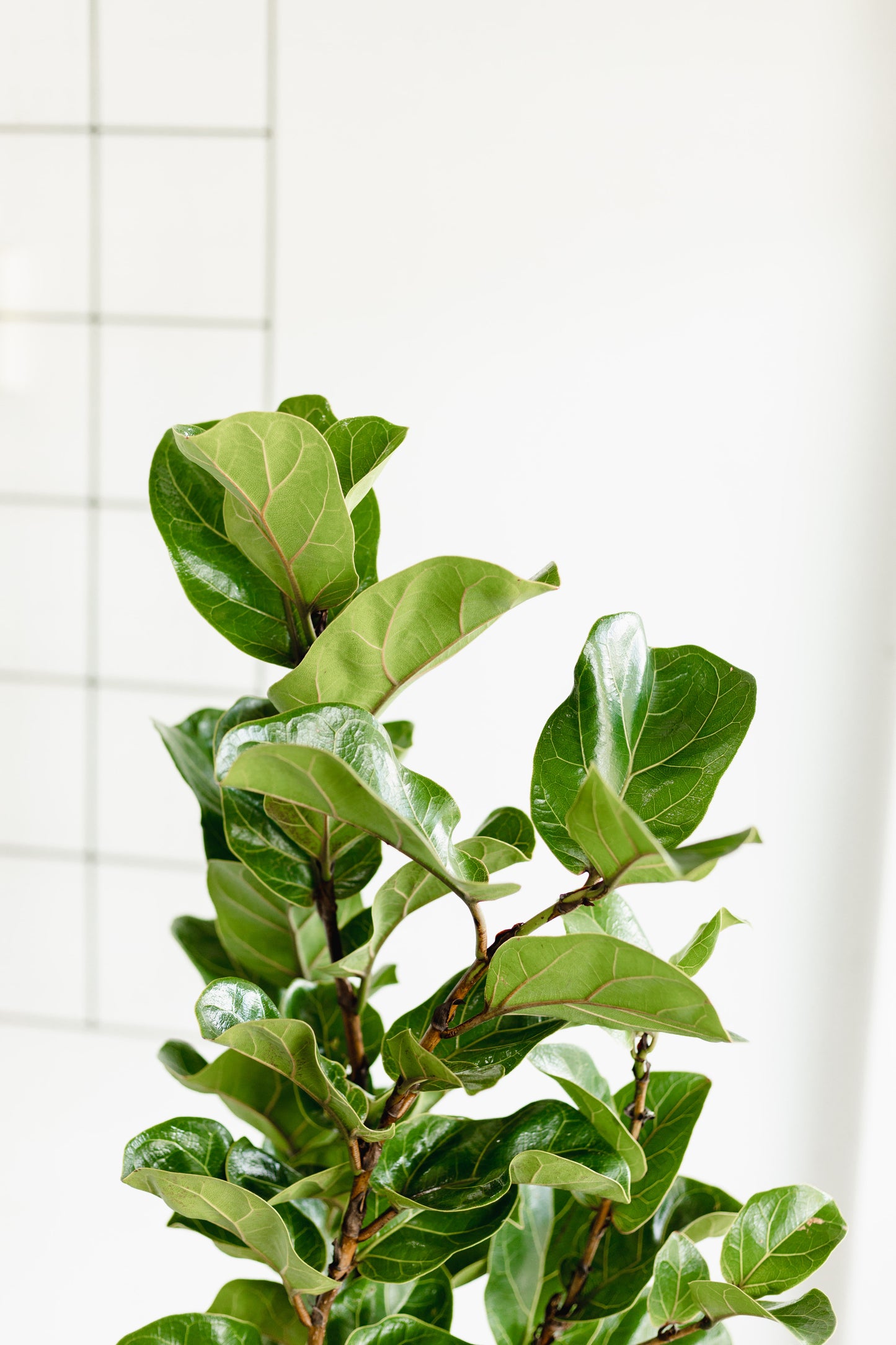 Fiddle Leaf Fig, Bambino (200mm Pot Size)