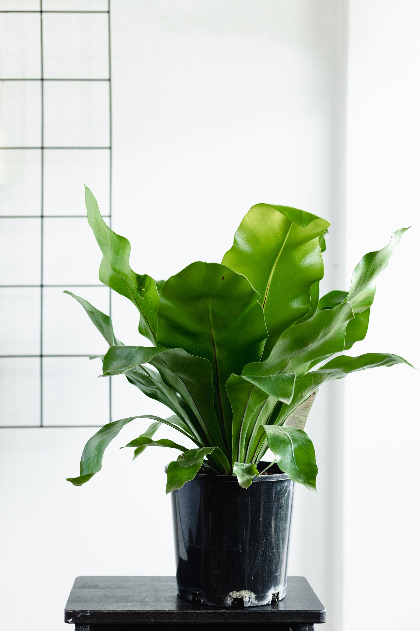 Asplenium, Norfolk gem (200mm Pot Size)