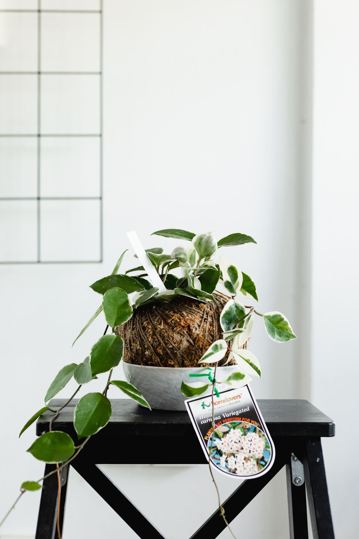 Variegated Hoya, Kokedama