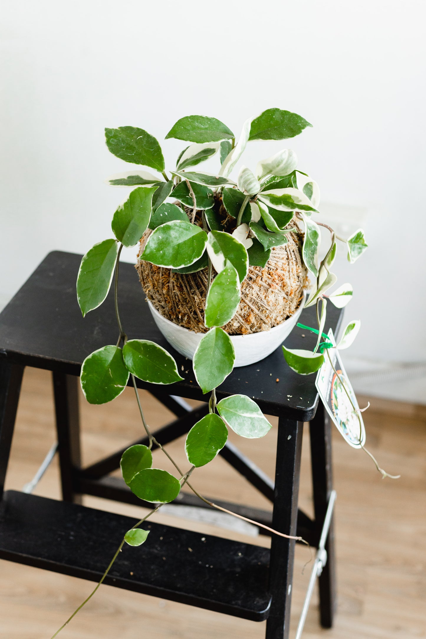 Variegated Hoya, Kokedama