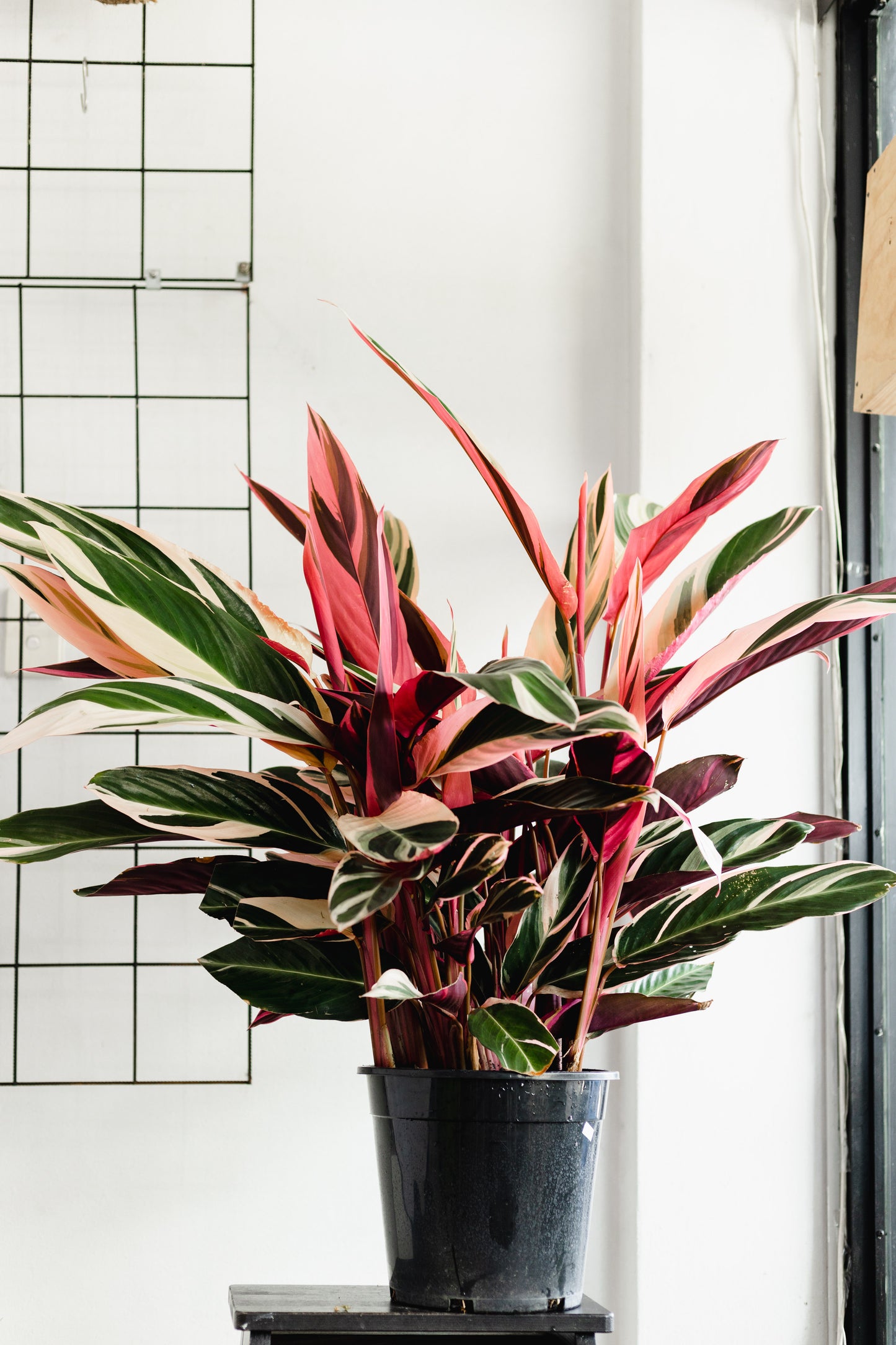 buy tricolour stromanthe, brisbane plant shop