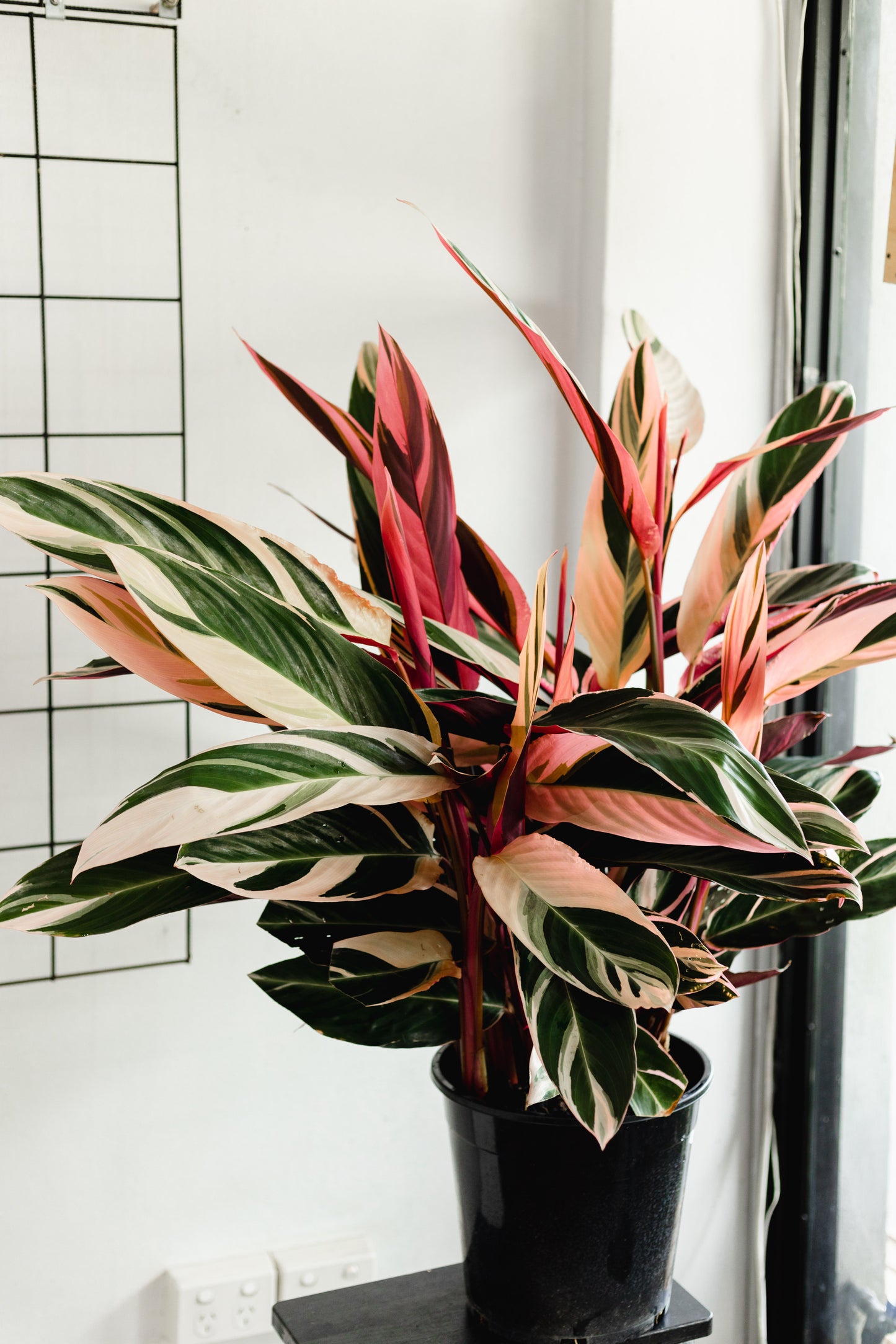 Tricolour Stromanthe (250mm pot size)