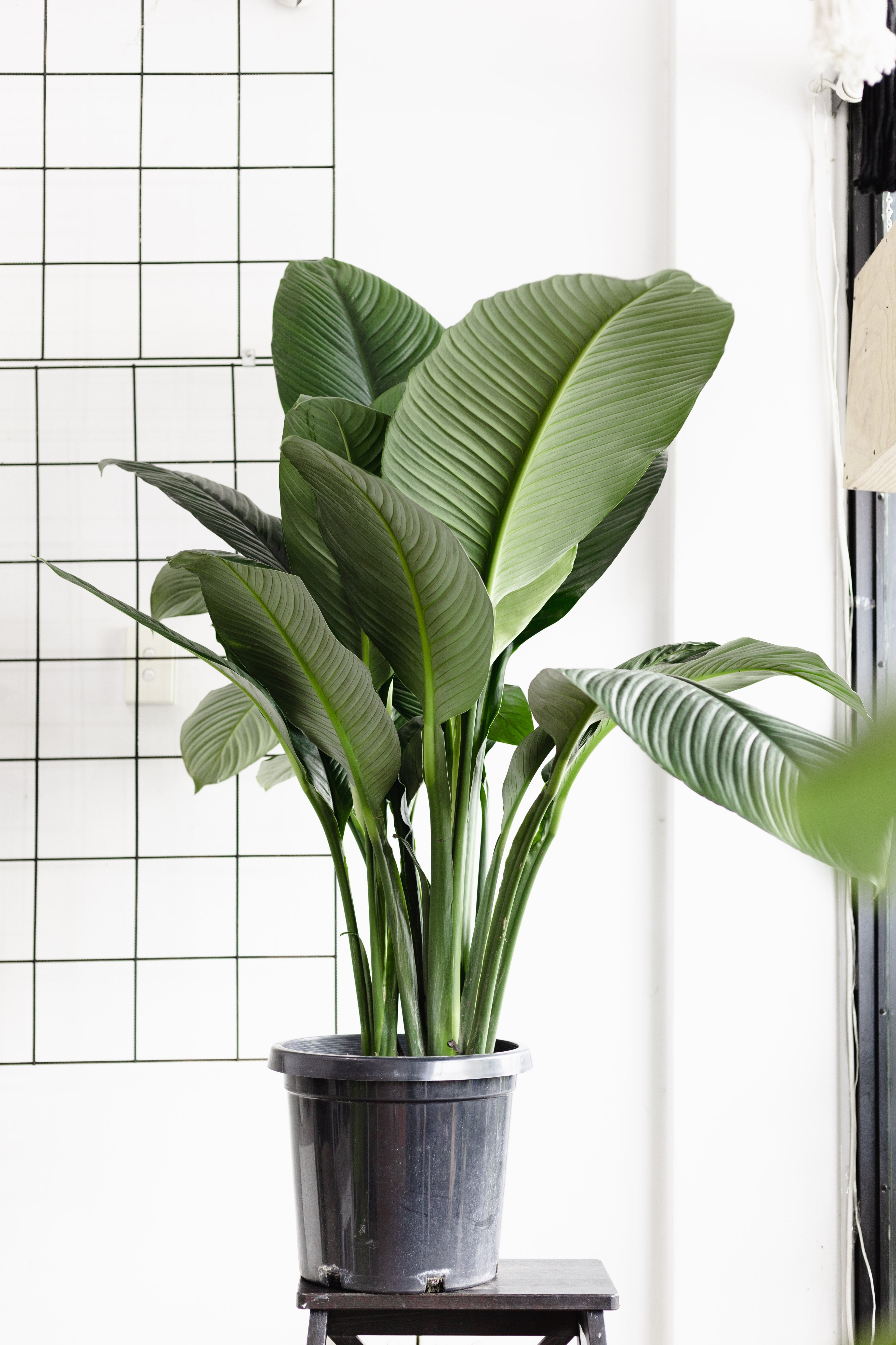 moonlight peace lily Spathiphyllum, Blue Moon (300mm pot size)
