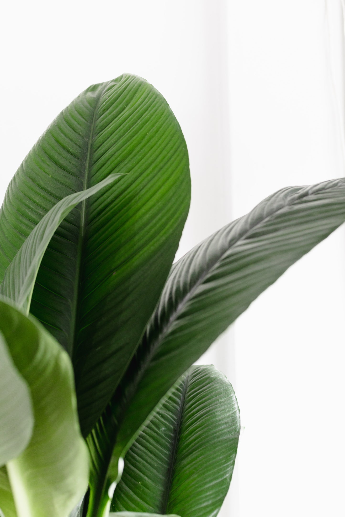 Spathiphyllum, Blue Moon (300mm pot size)