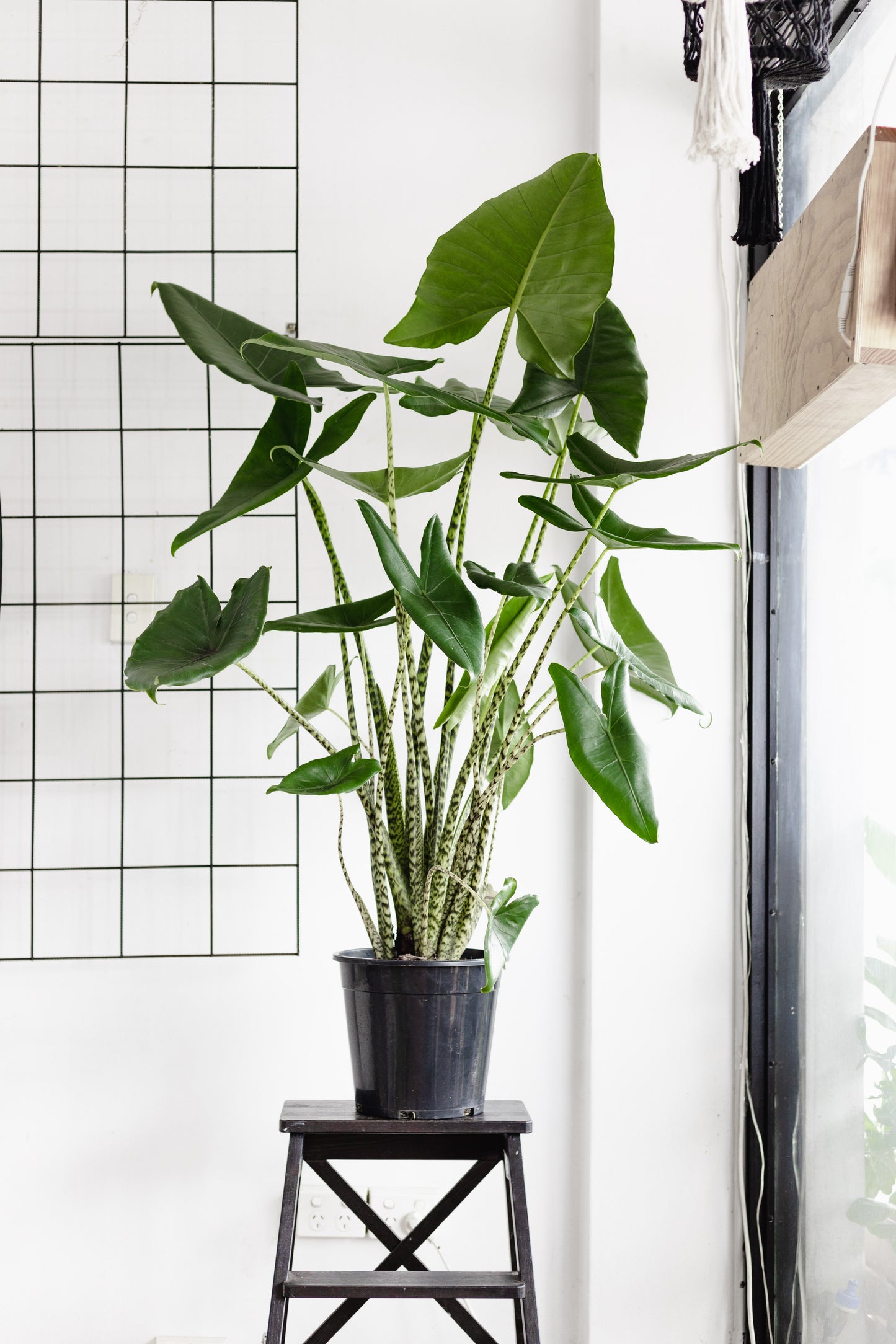 Alocasia Zebrina ( 250mm Pot Size)