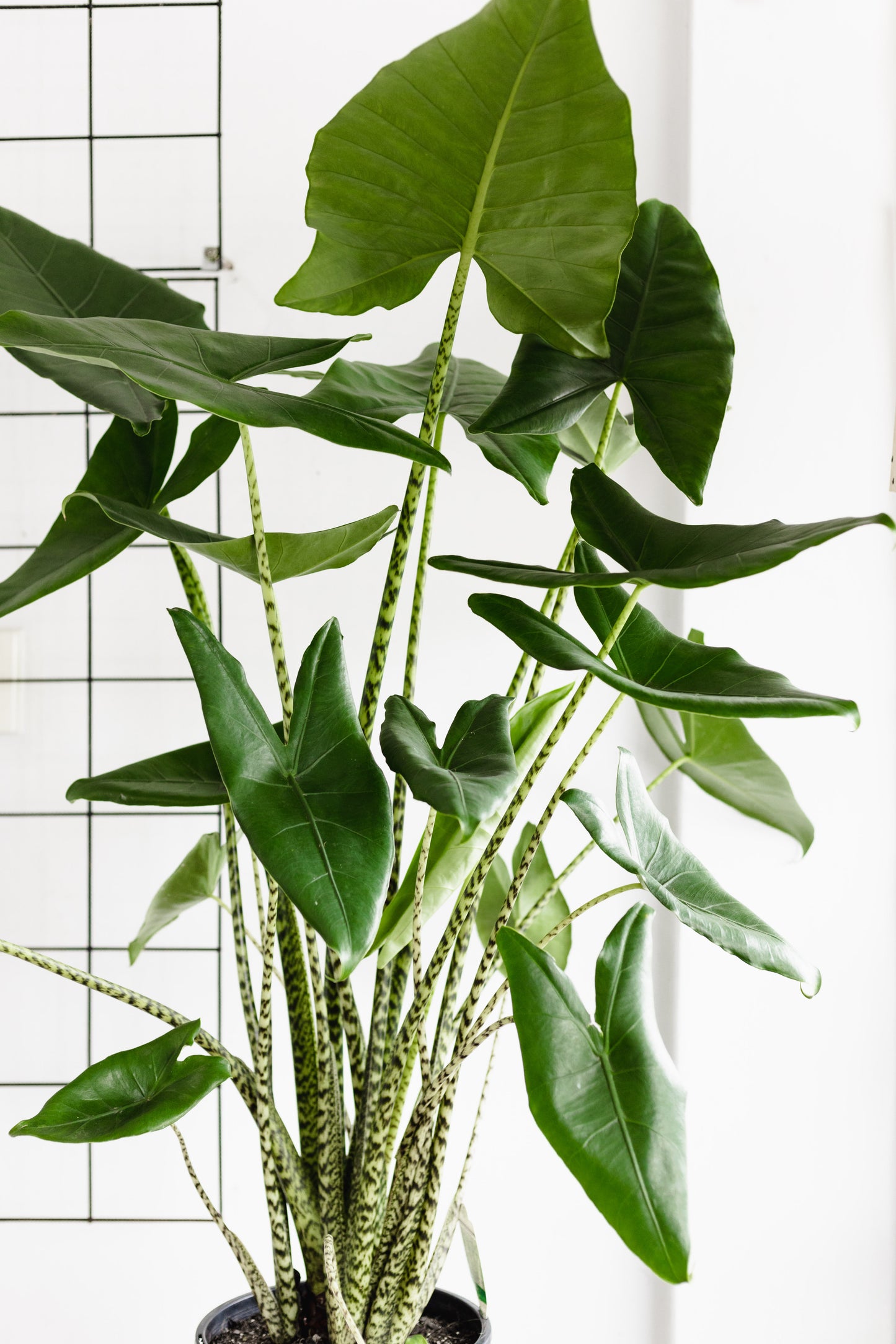 Alocasia Zebrina ( 250mm Pot Size)