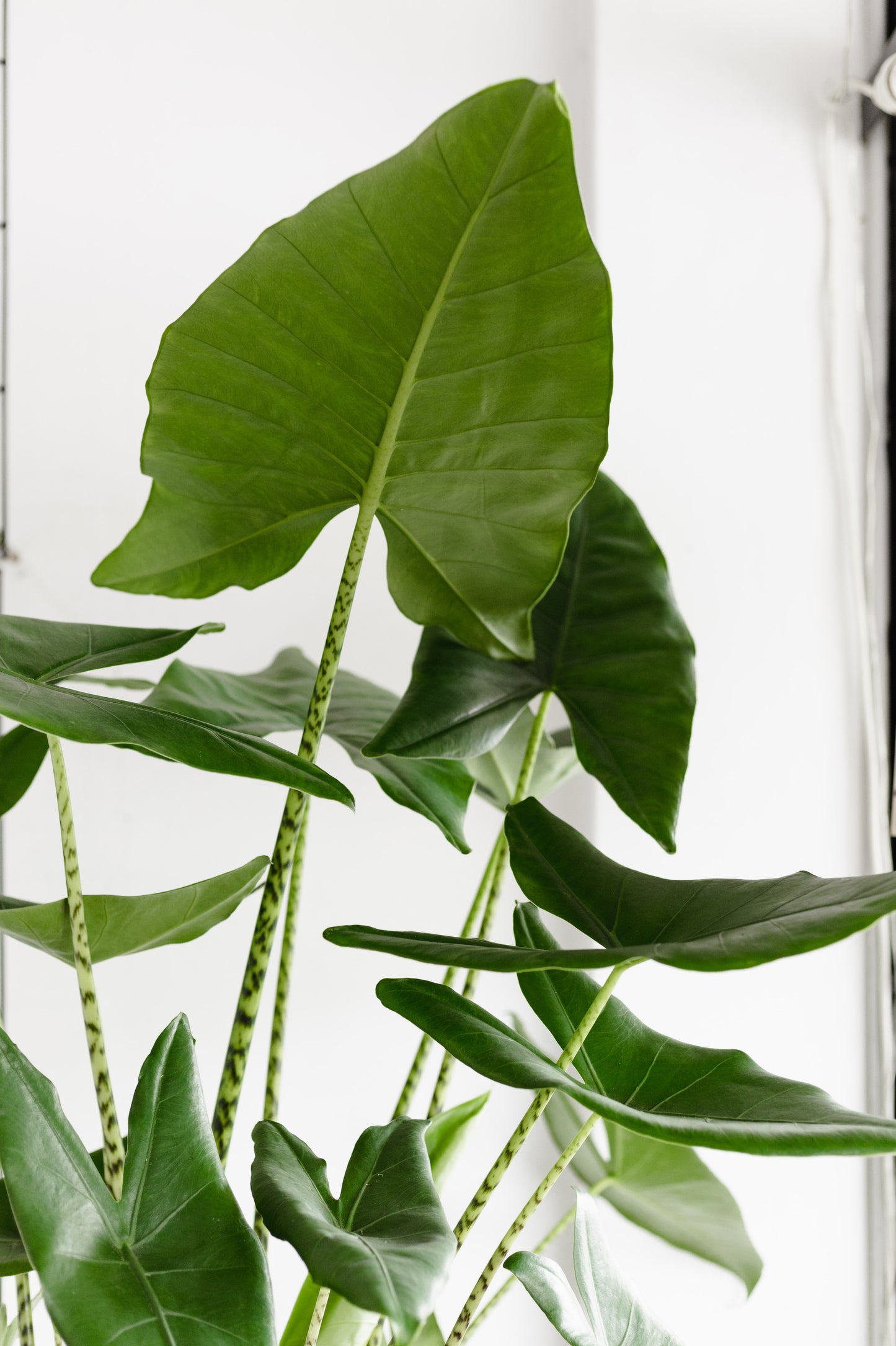 Alocasia Zebrina ( 250mm Pot Size)