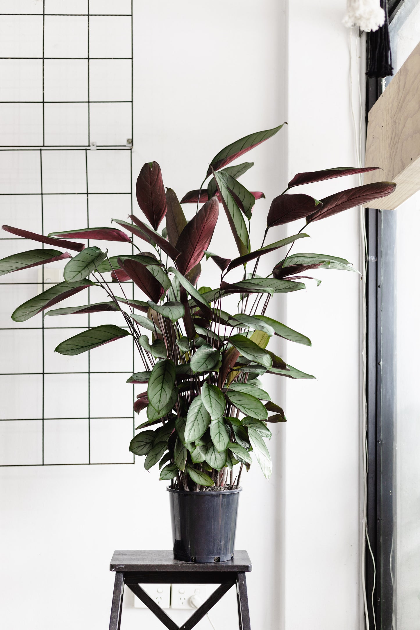 Ctenanthe Grey Star