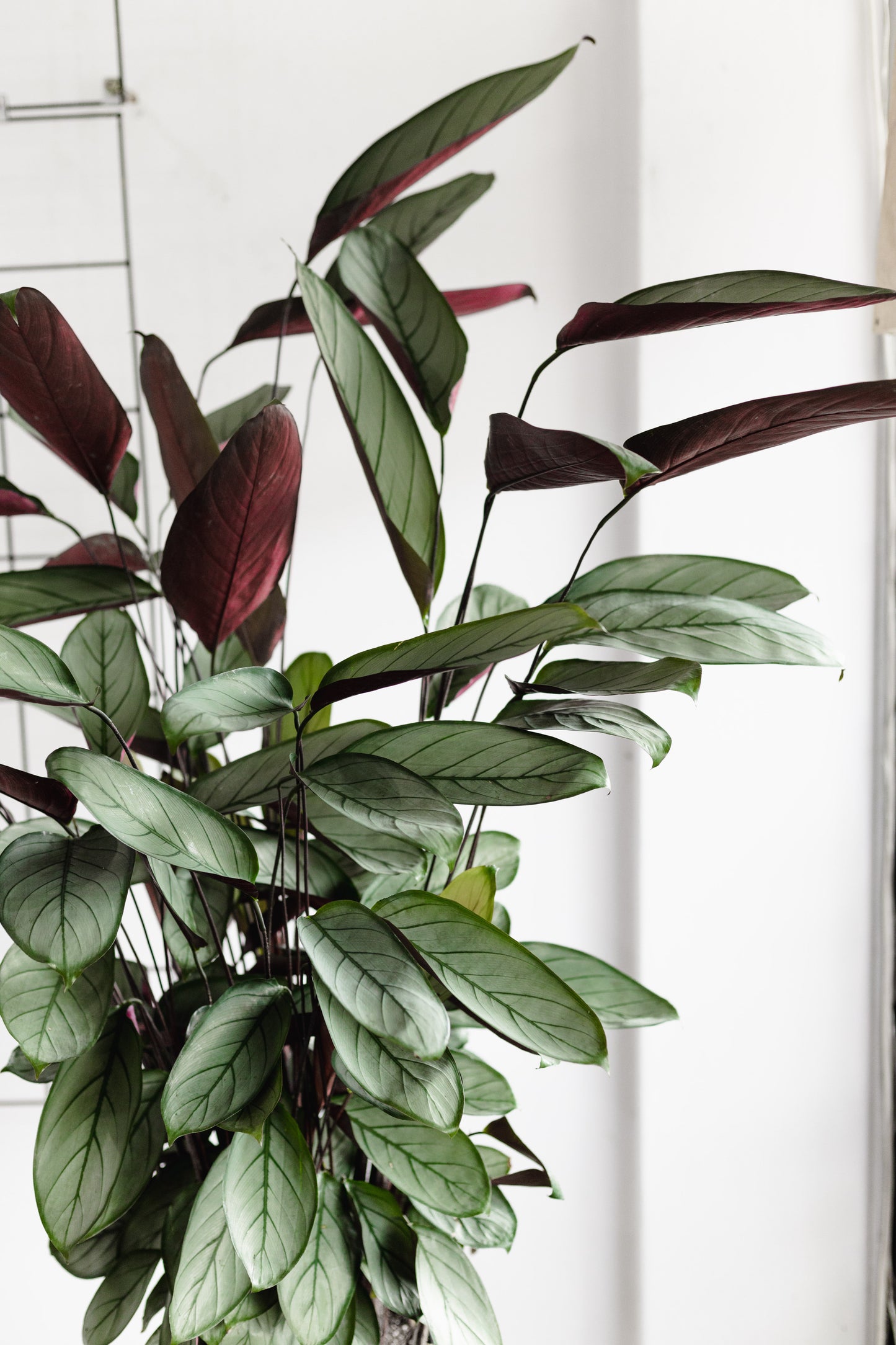 Ctenanthe Grey Star (200mm Pot size)