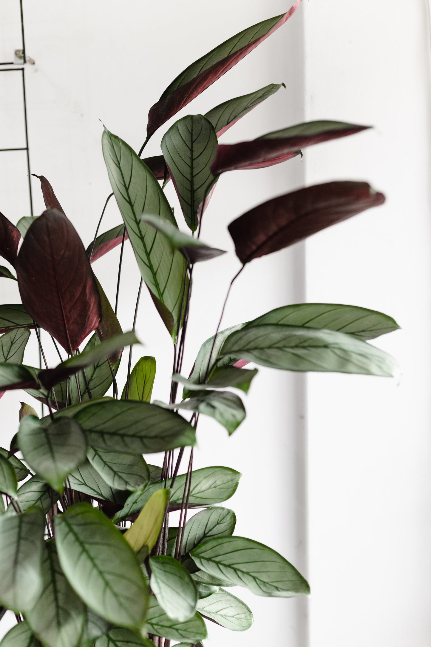 Ctenanthe Grey Star (200mm Pot size)