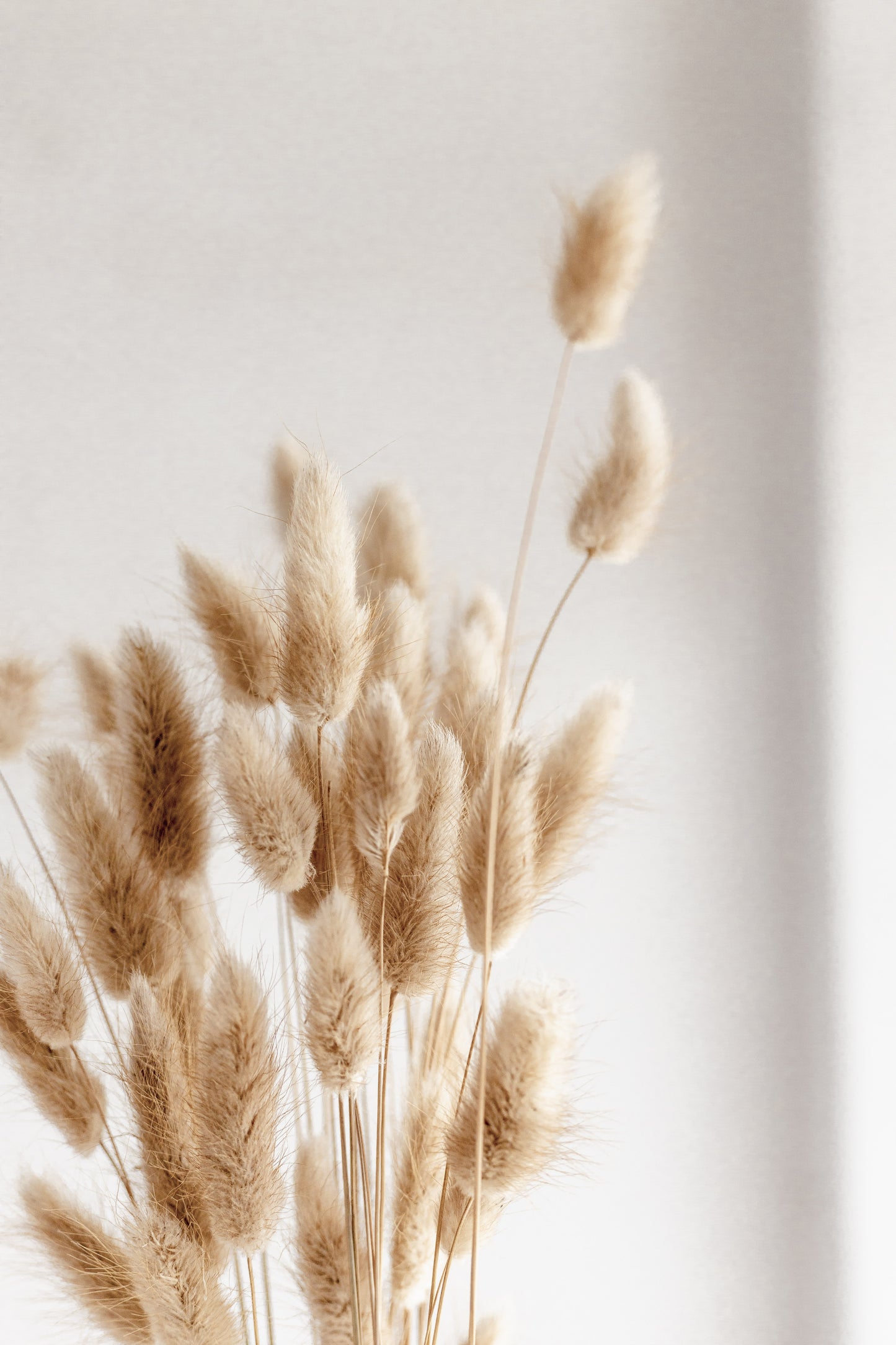 Dried bunny tails (Preserved)