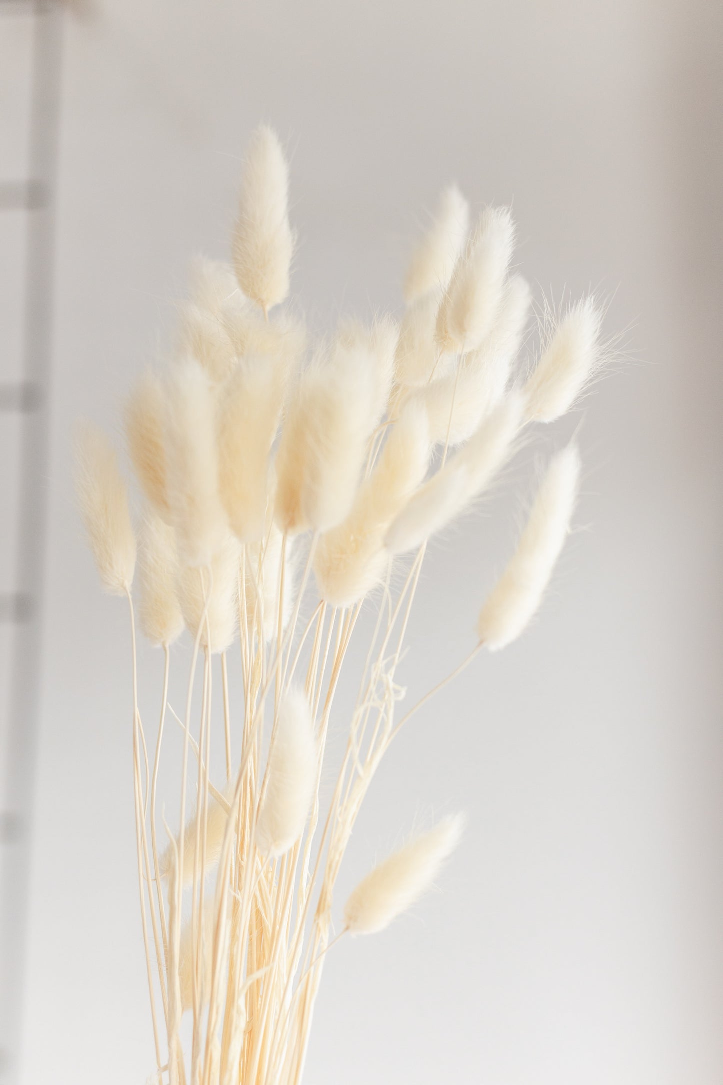 Dried bunny tails (Preserved)
