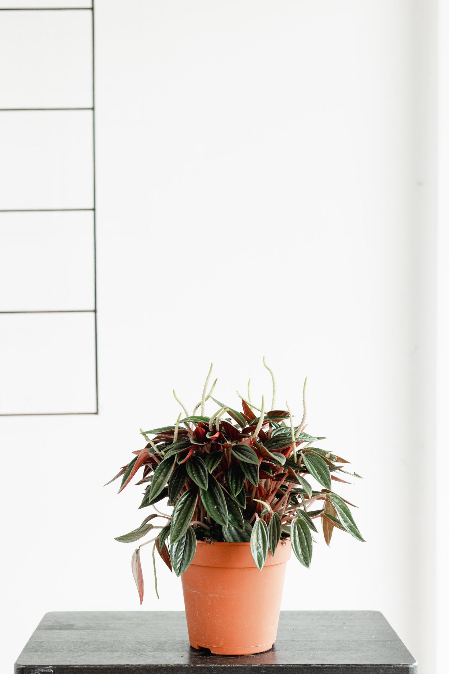 Peperomia (110mm pot size)