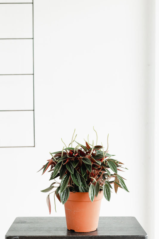 Peperomia (110mm pot size)