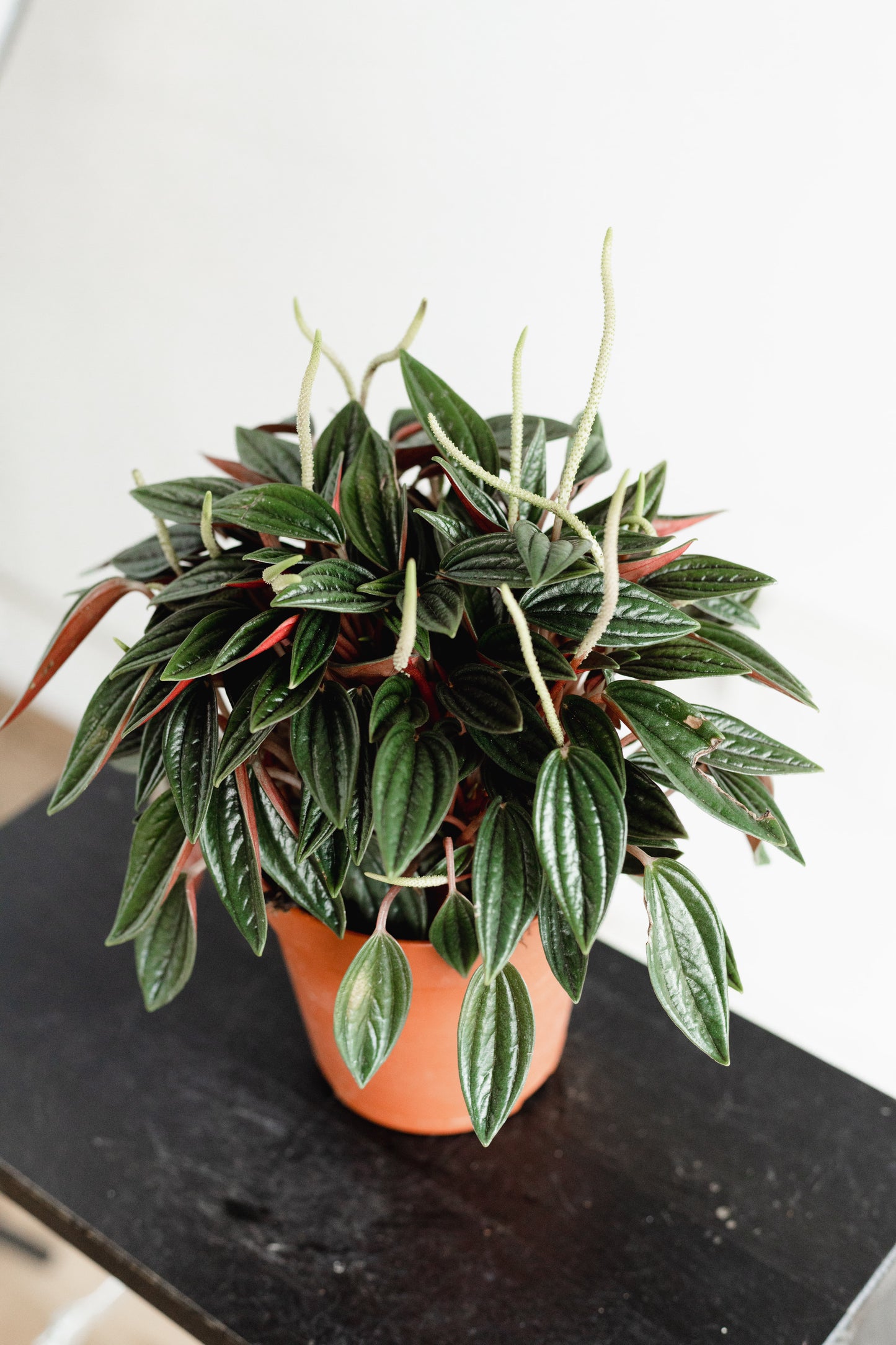 Peperomia (110mm pot size)