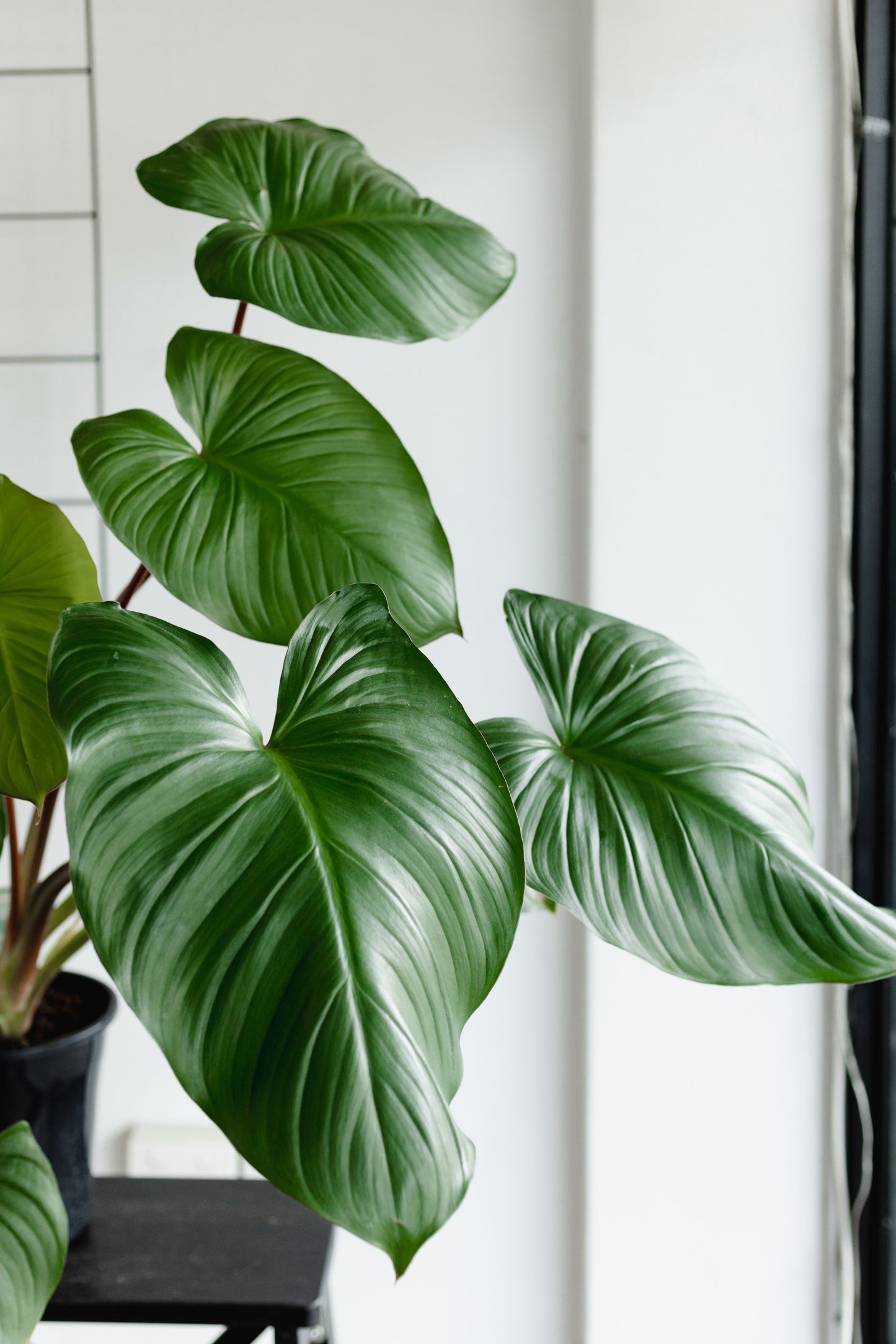 Homalomena Rubescens (175mm Pot size)