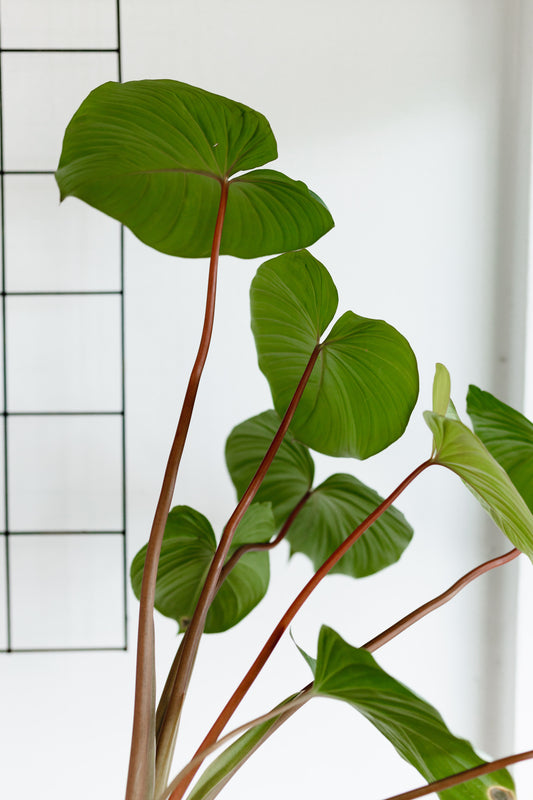 Homalomena Rubescens (175mm Pot size)