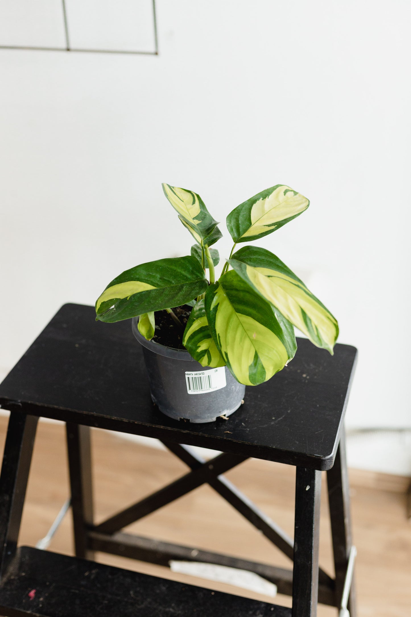 Maranta Variegated (130mm pot size)