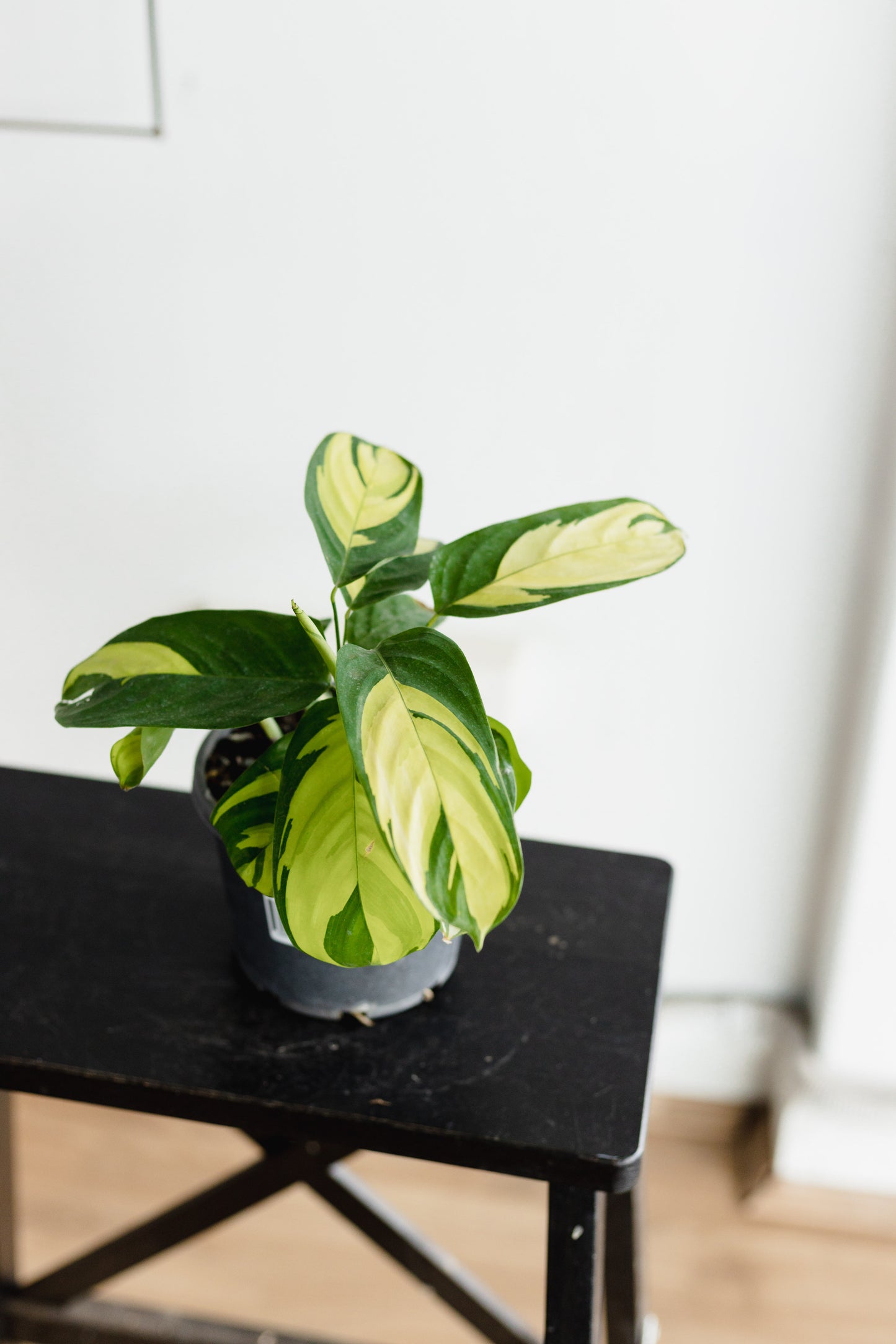 Maranta Variegated (130mm pot size)