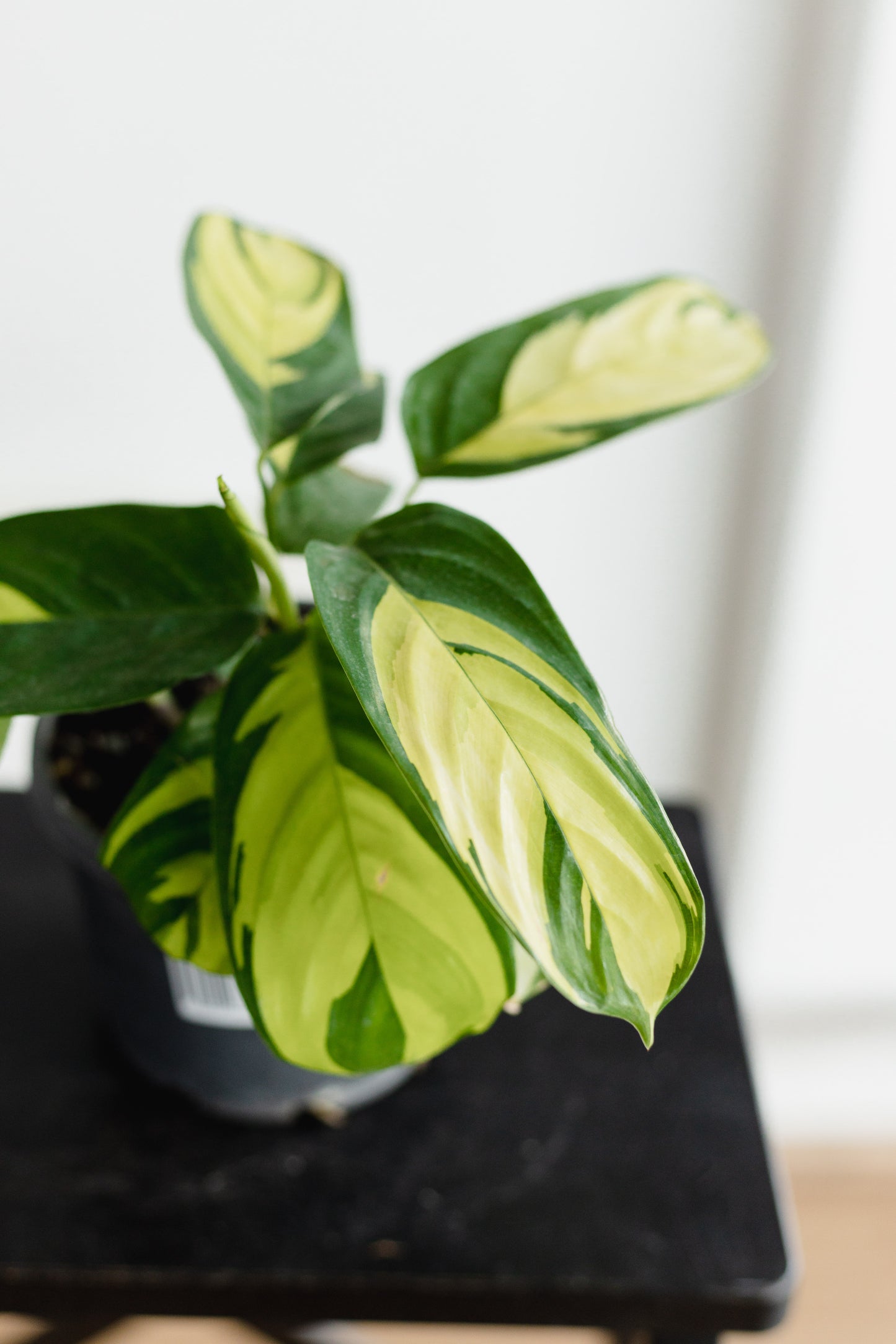 Maranta Variegated (130mm pot size)