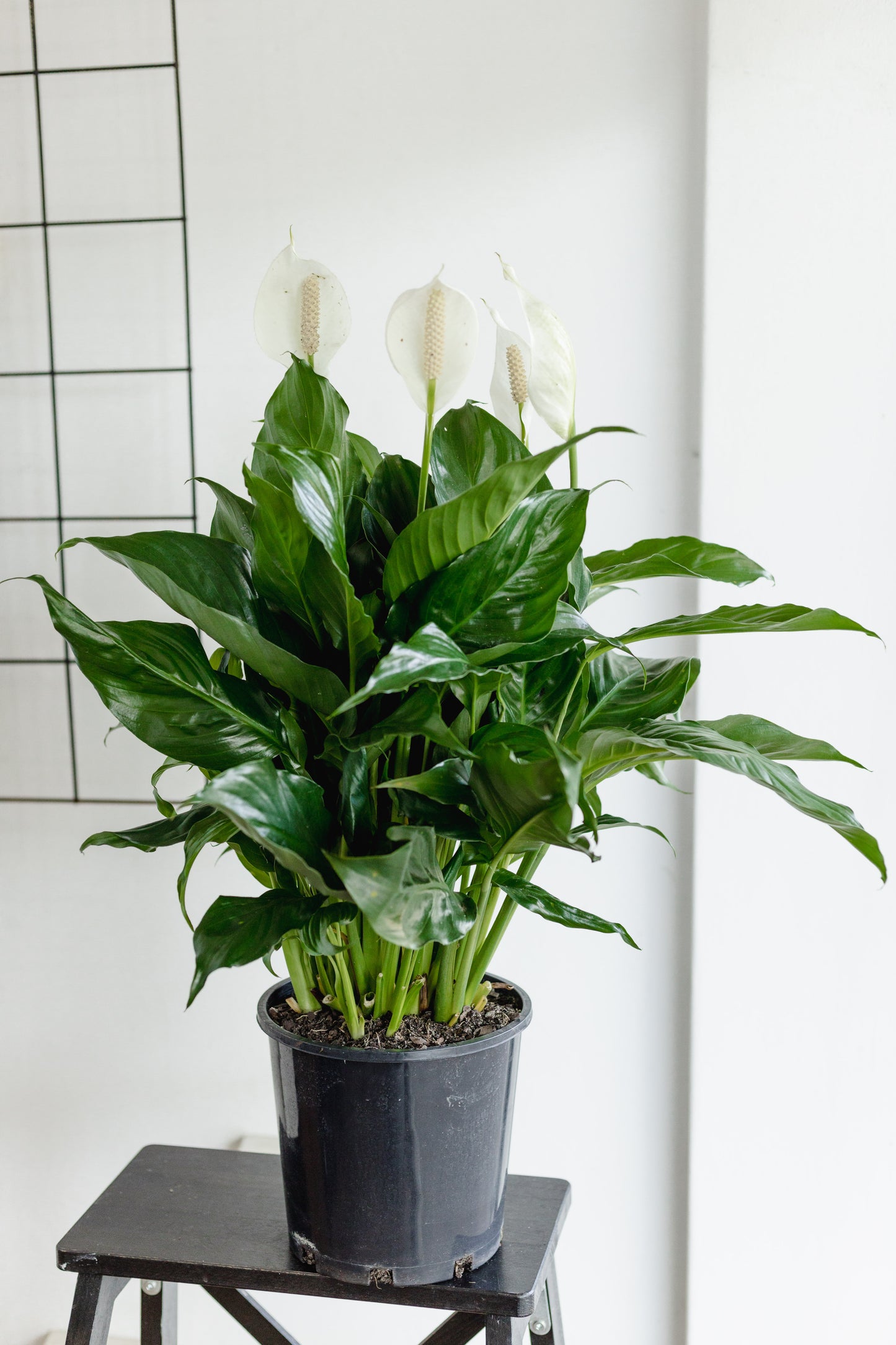 Spathiphyllum (200mm pot size)