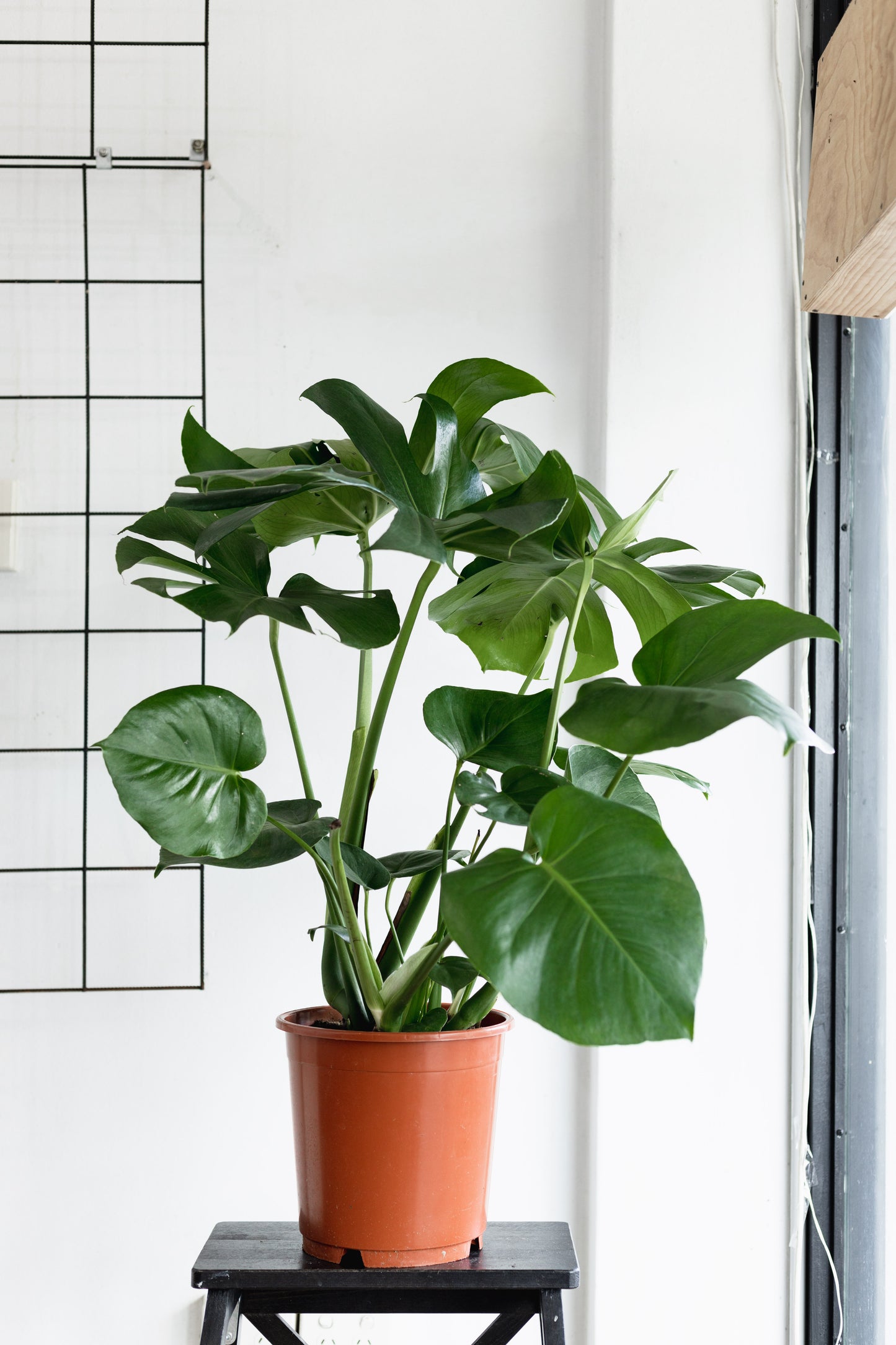 Monstera Deliciosa (220mm pot size)