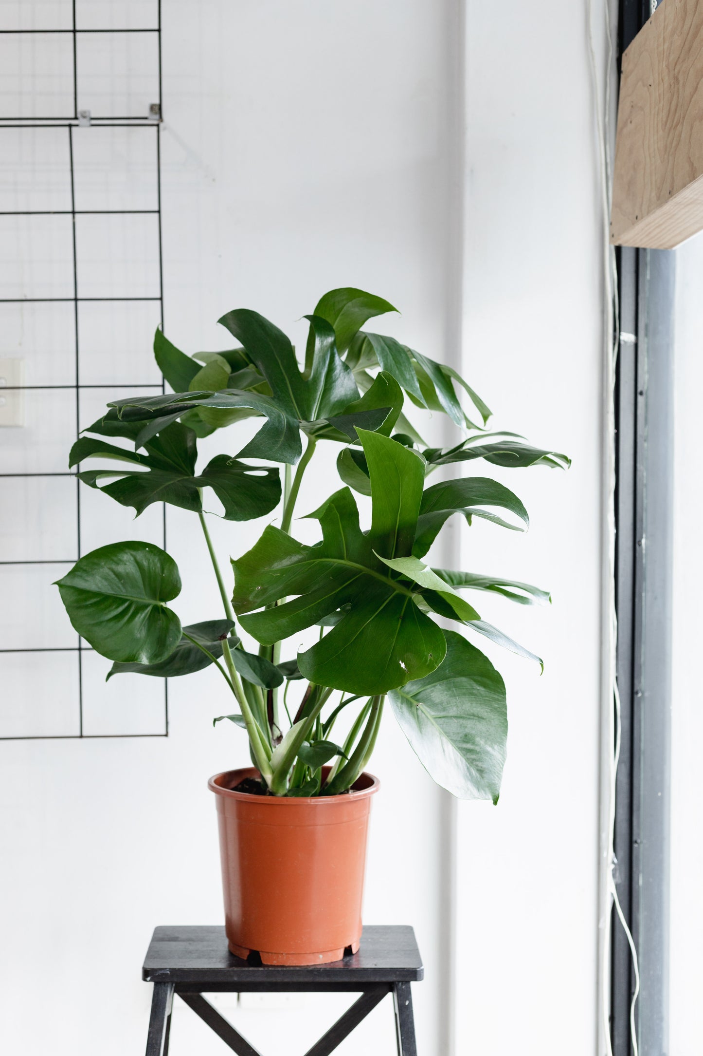 Monstera Deliciosa (220mm pot size)