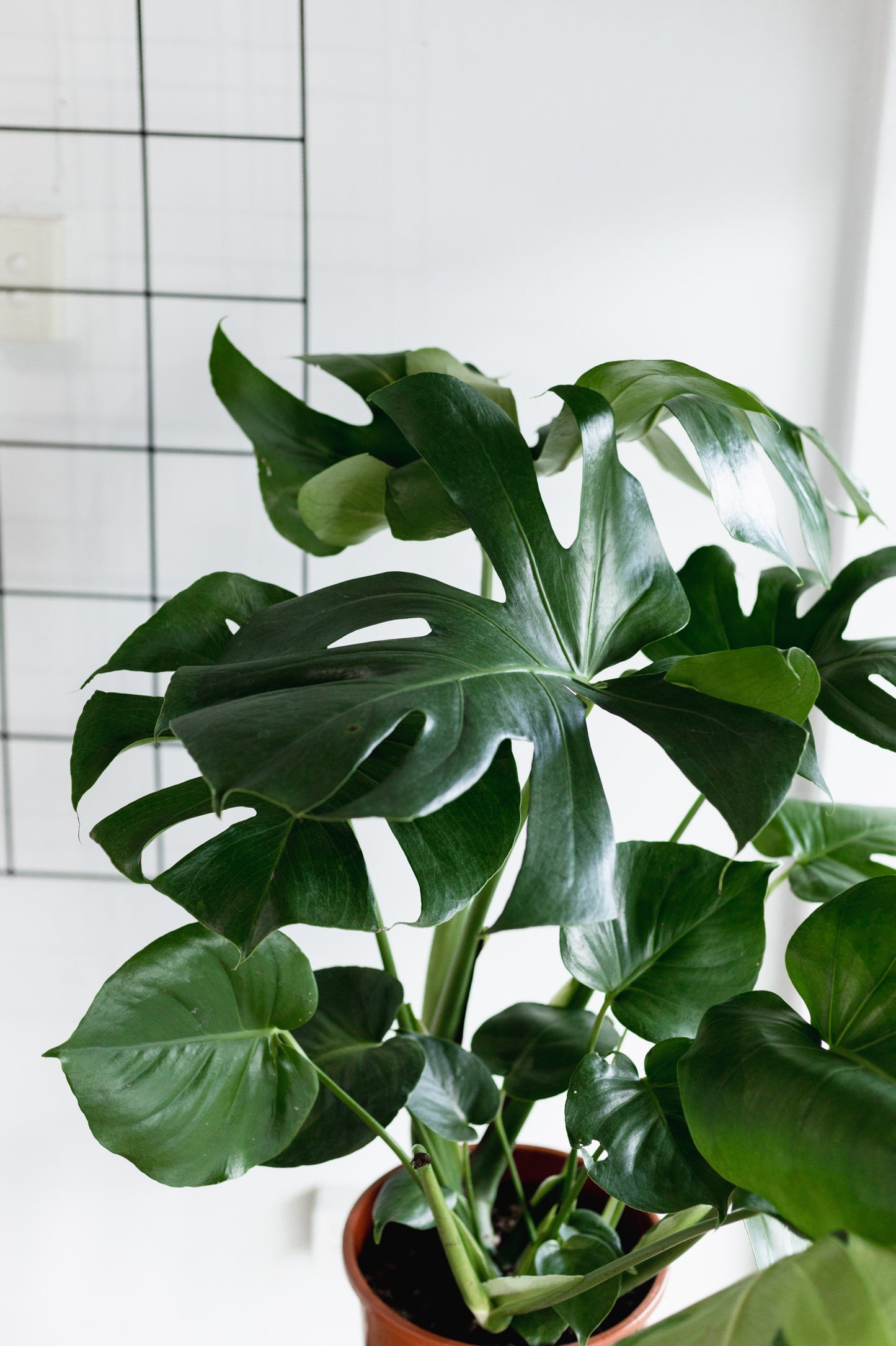 Monstera Deliciosa (220mm pot size)