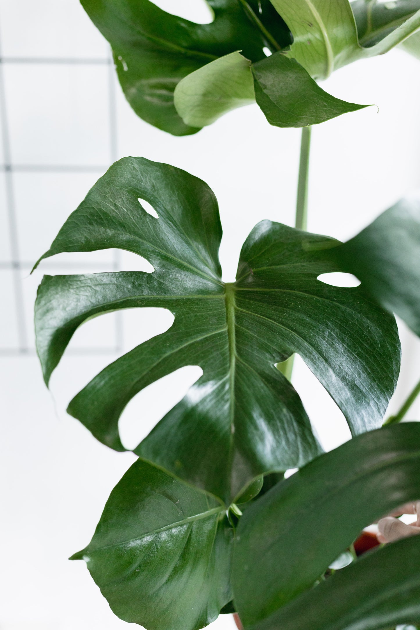 Monstera Deliciosa (220mm pot size)