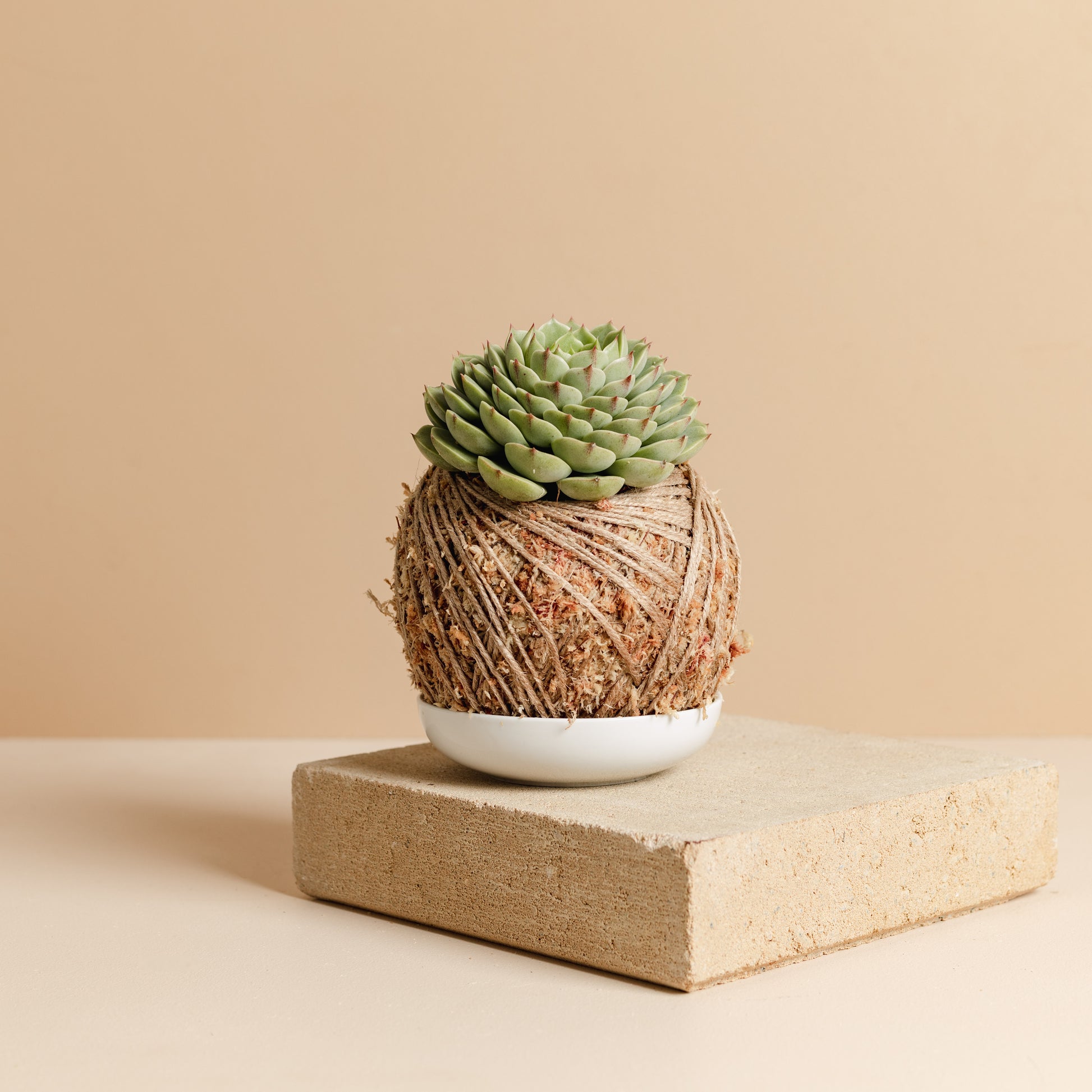 succulent, kokedama, brisbane plant shop