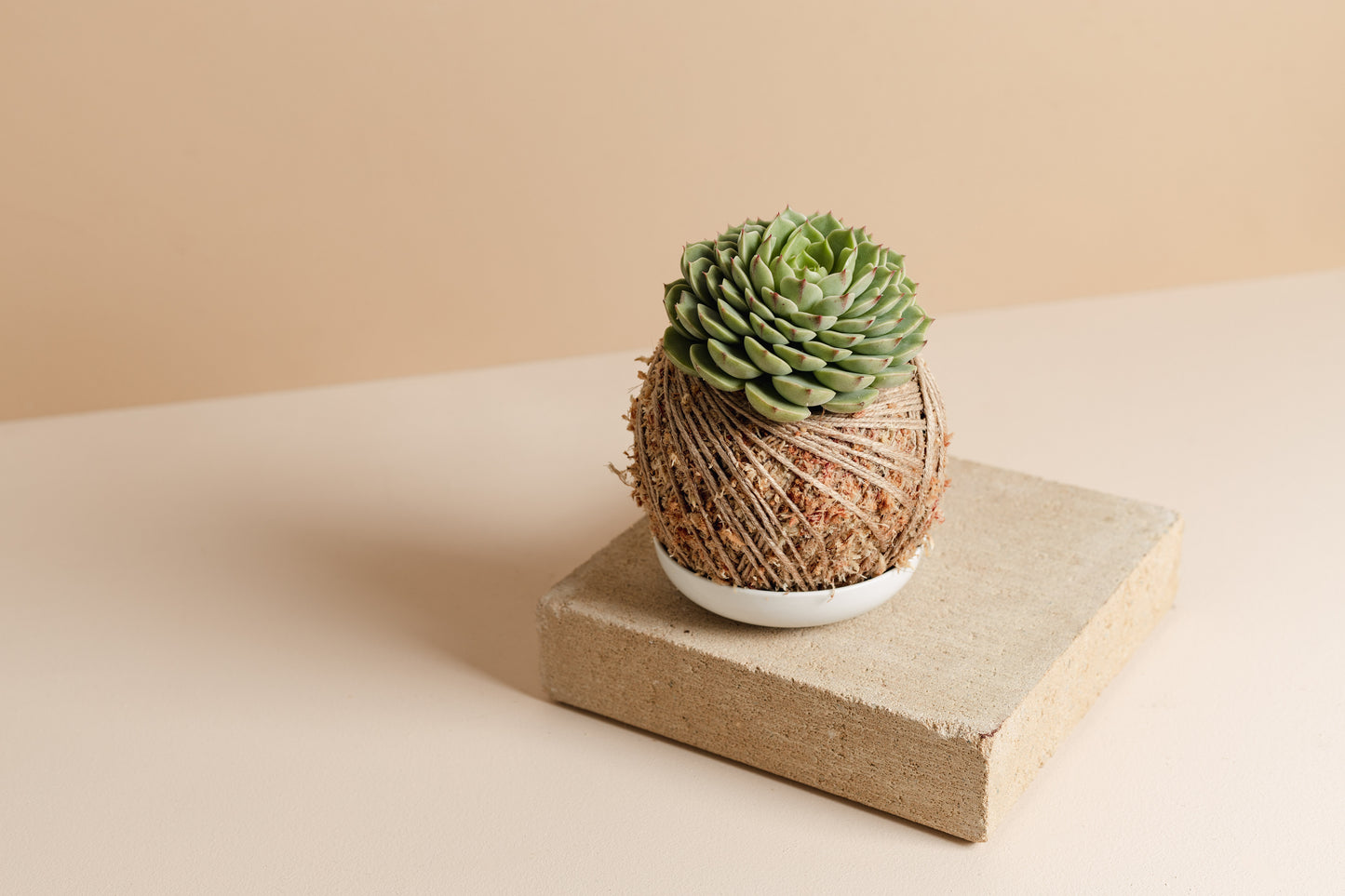 Echeveria Ben Badus (Small, succulent kokedama)