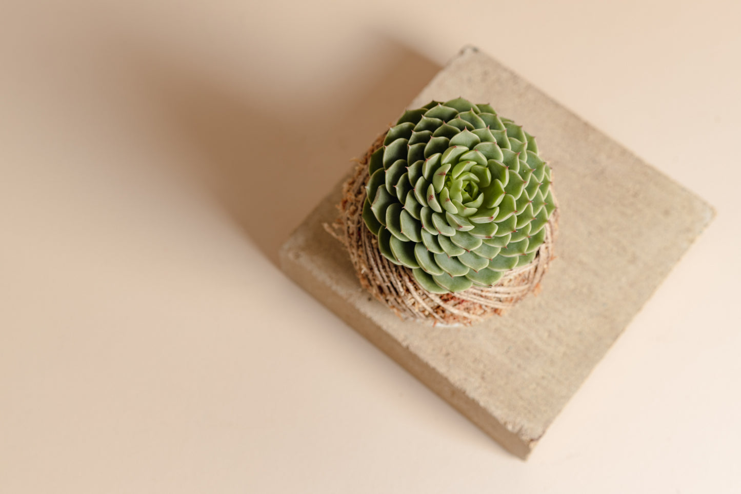 Echeveria Ben Badus (Small, succulent kokedama)