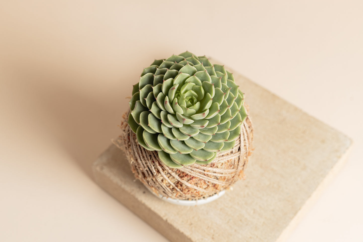 Echeveria Ben Badus (Small, succulent kokedama)