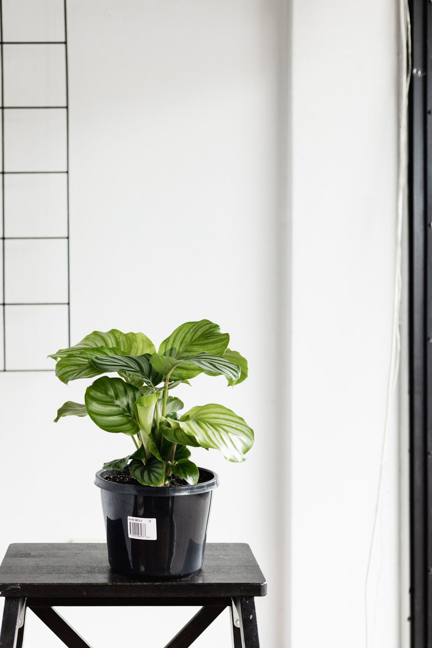 Calathea Orbifolia (175mm Pot size)