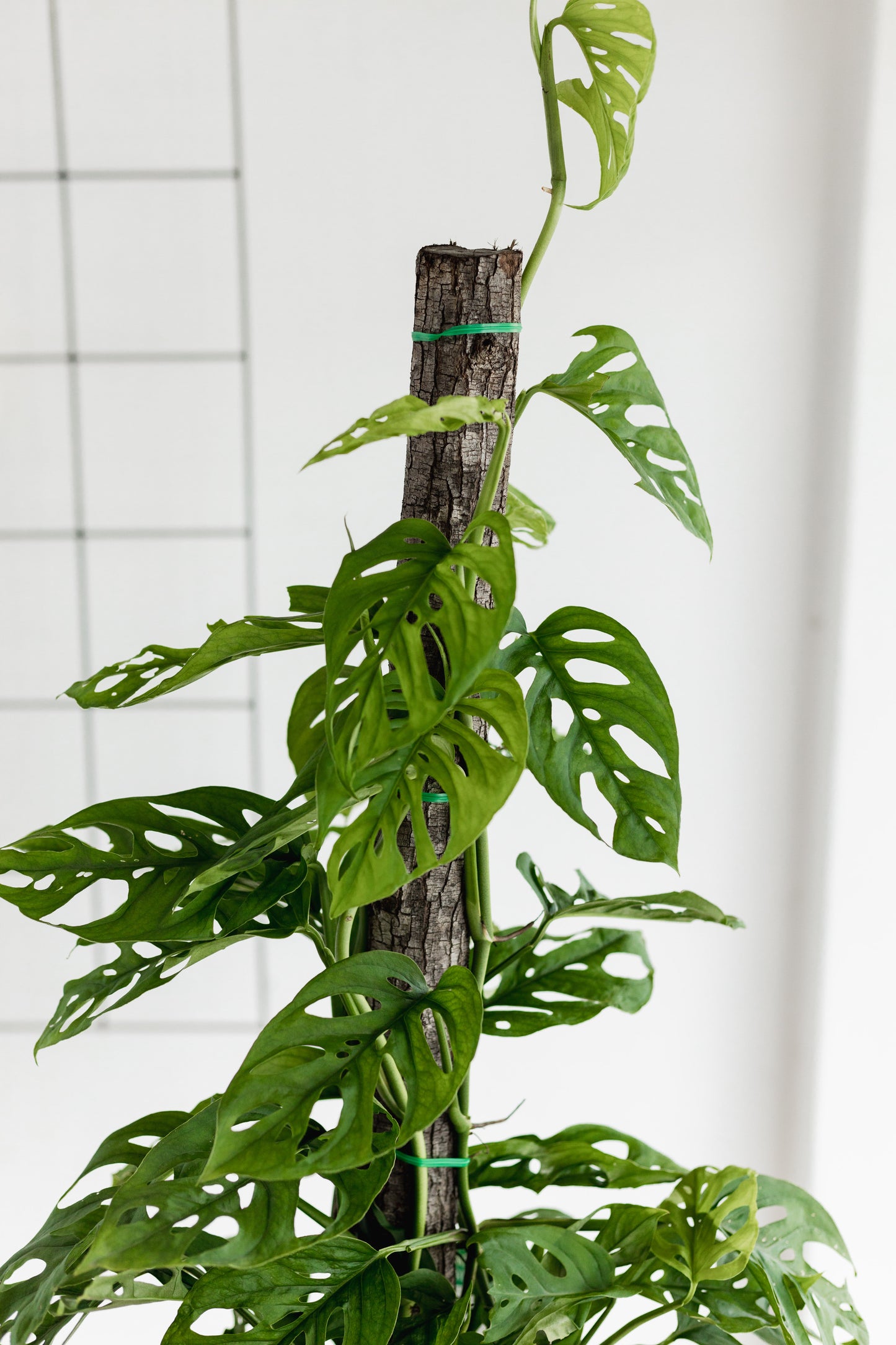 Monstera Adansonii (Swiss cheese, 260mm Pot)