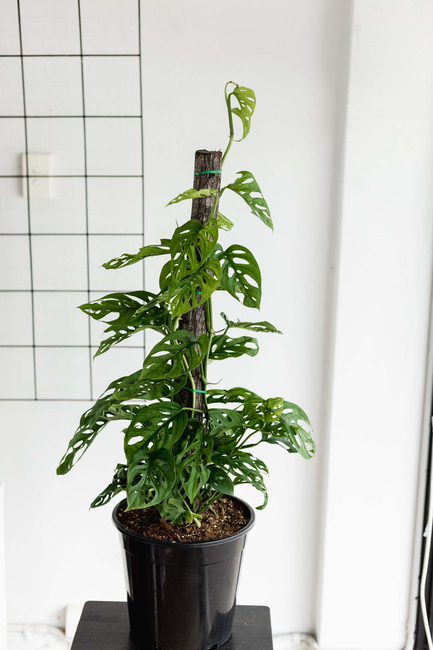 Monstera Adansonii (Swiss cheese, 260mm Pot)