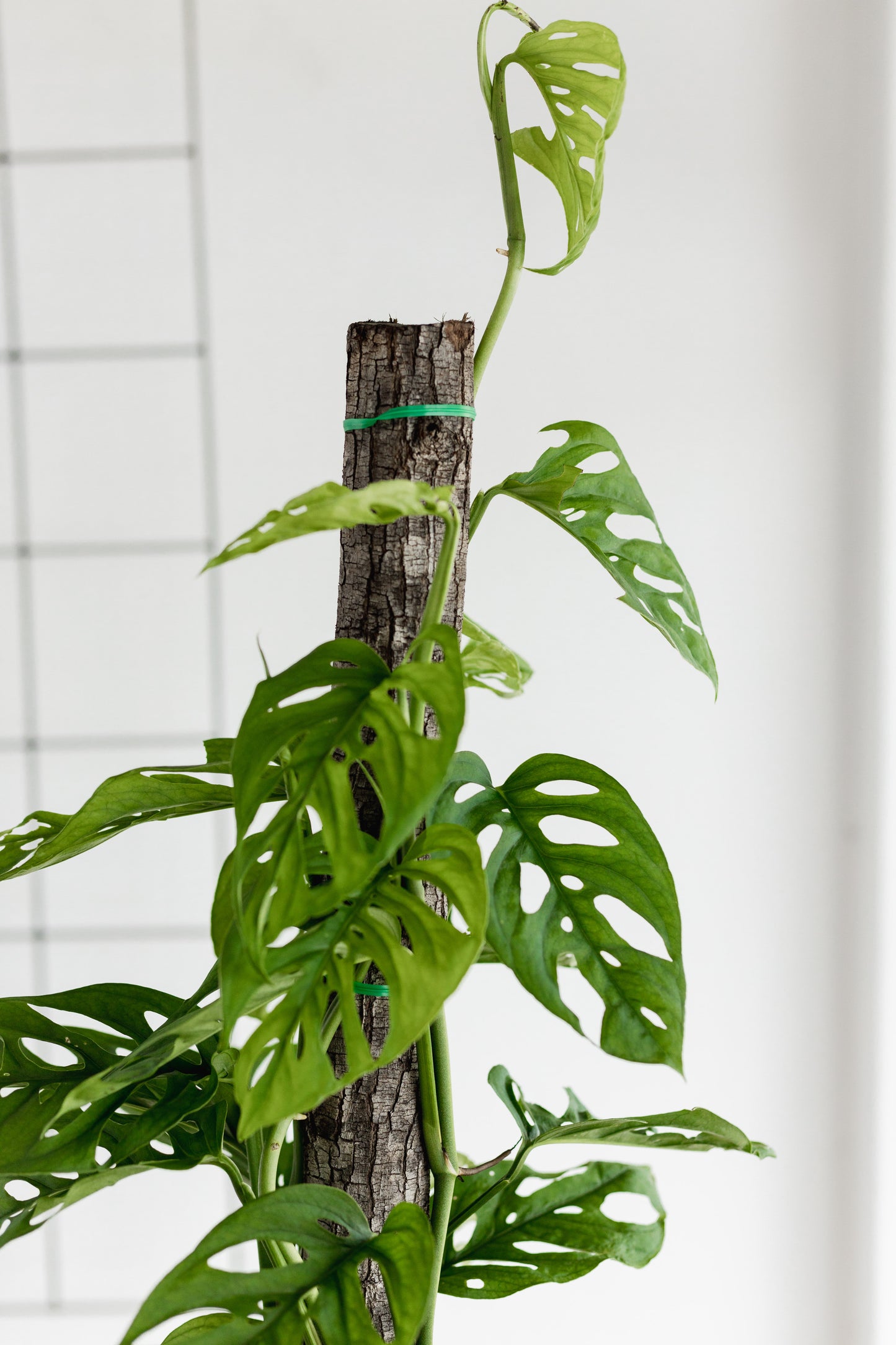 Monstera Adansonii (Swiss cheese, 260mm Pot)