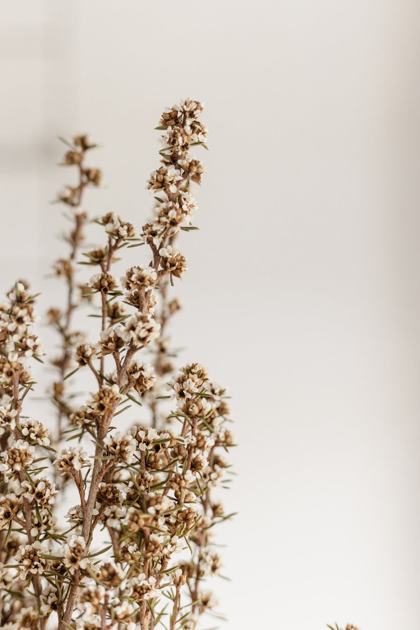 Dried flower bunch (White)