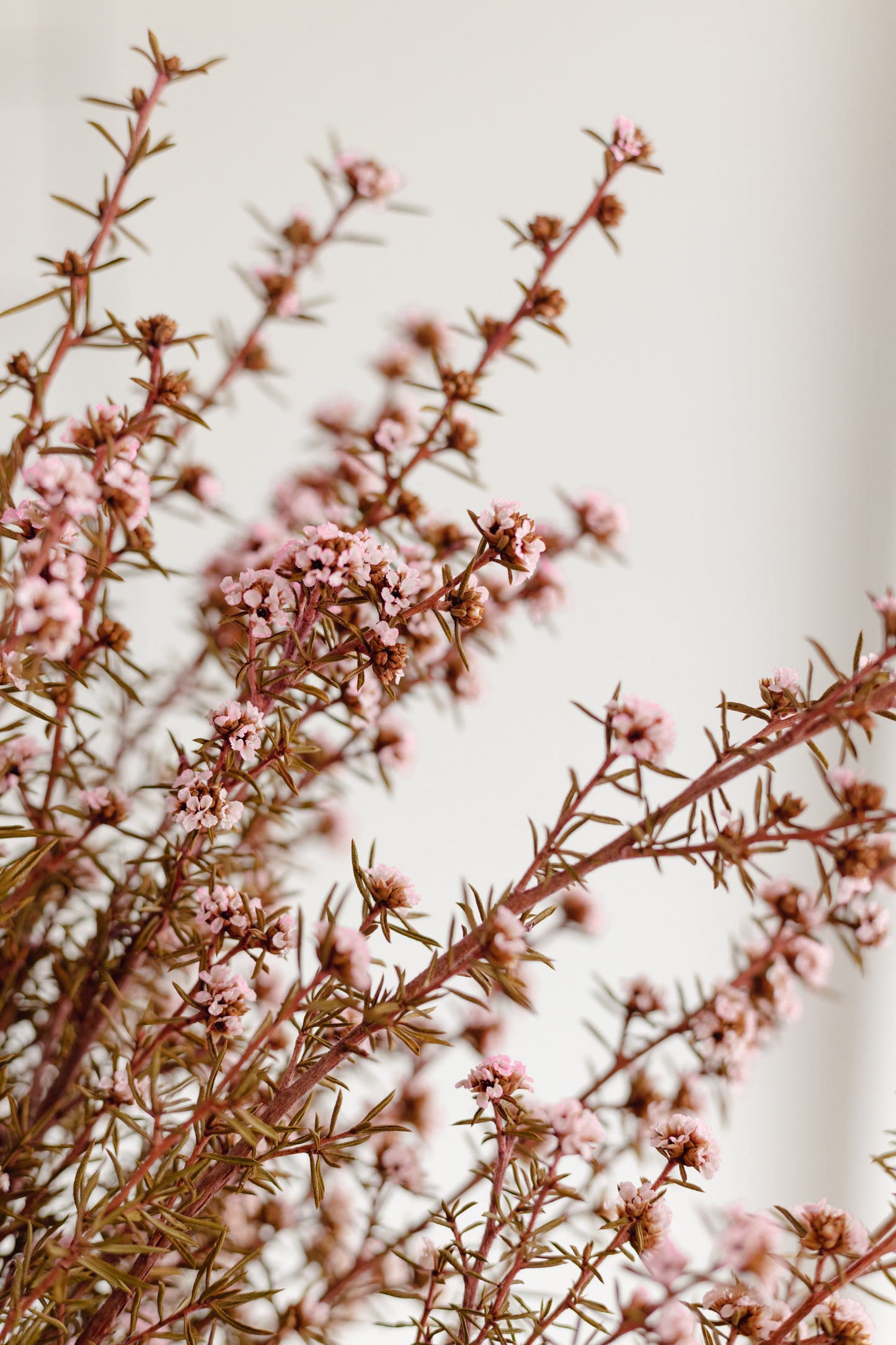 Dried flower bunch (Pink)