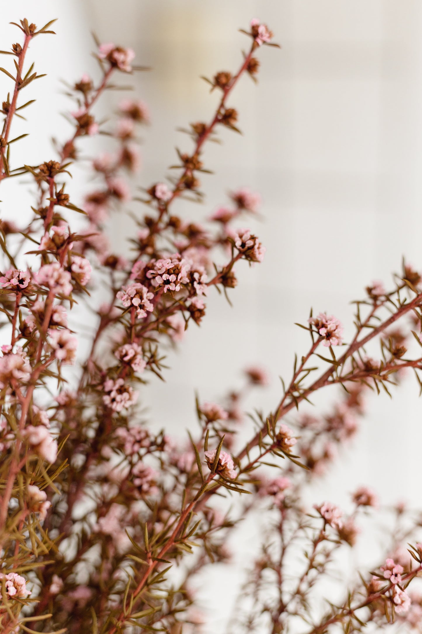 Dried flower bunch (Pink)