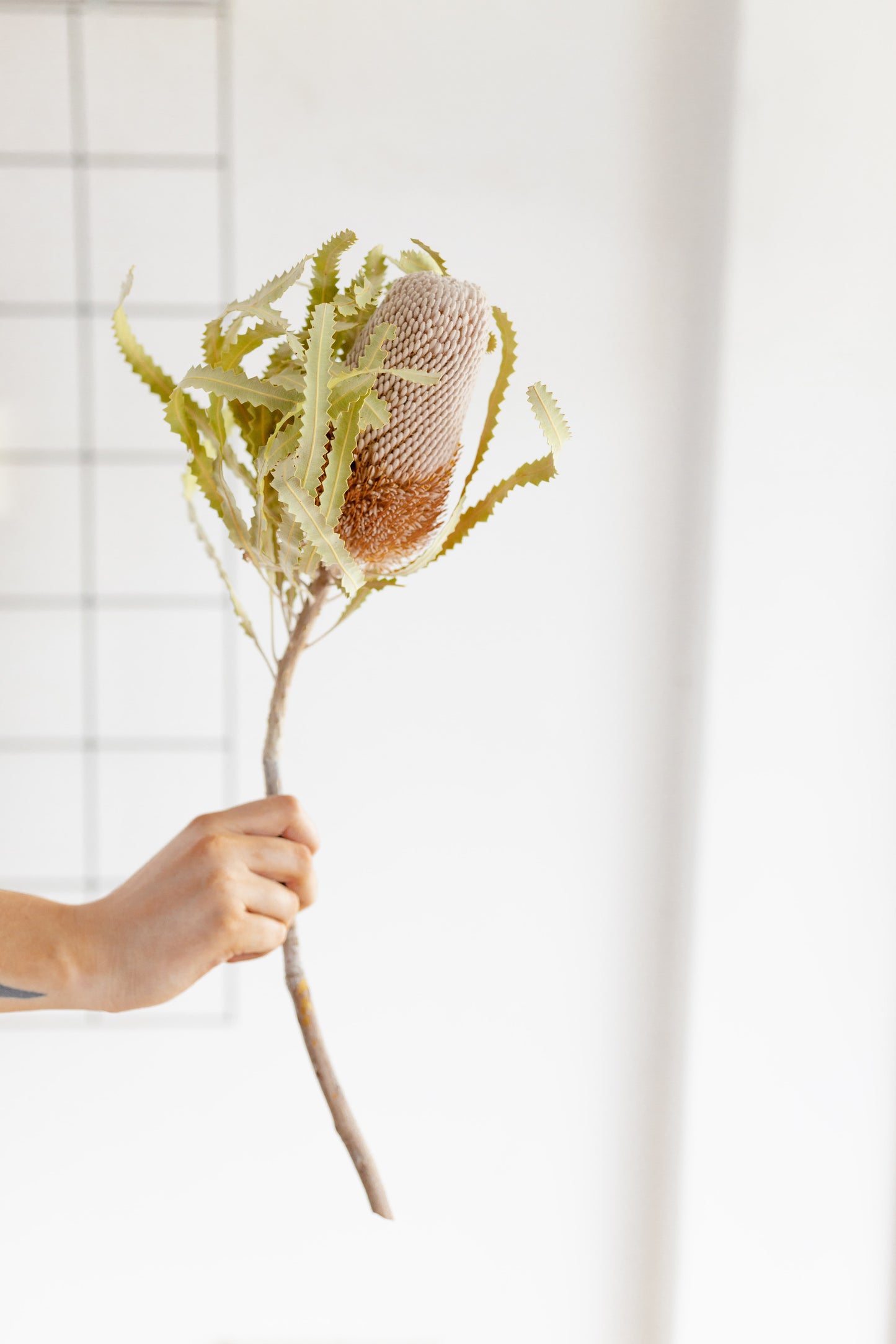 Dried Banksia, Beige/Natural