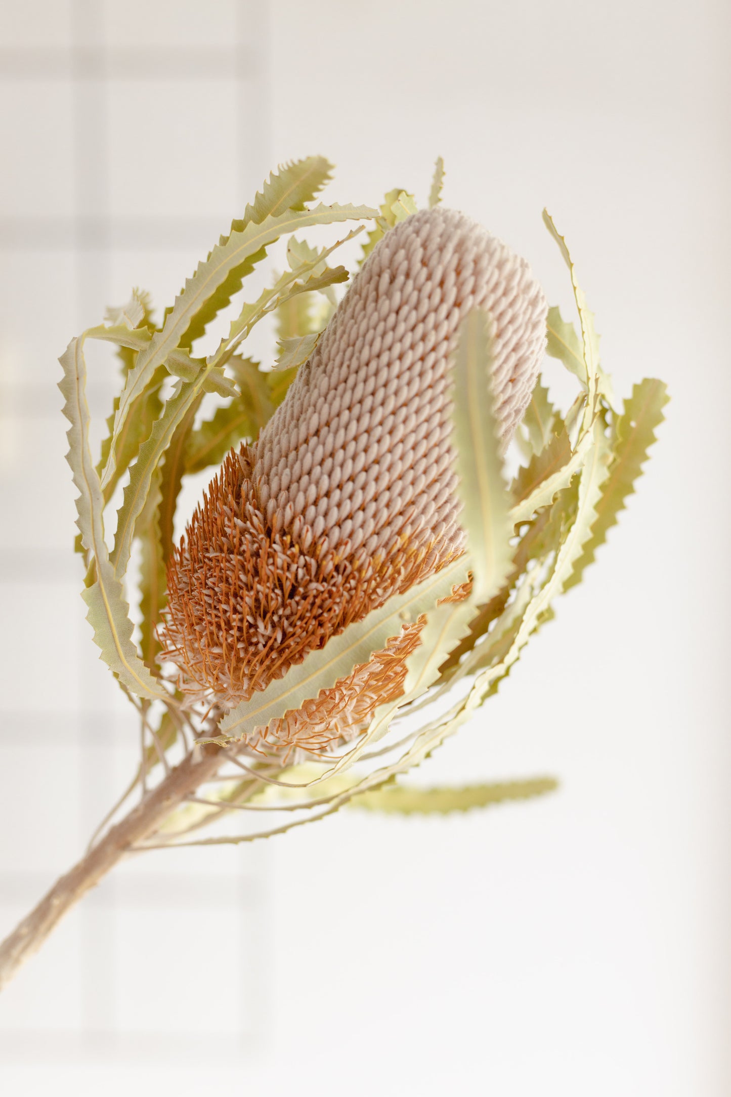 Dried Banksia, Beige/Natural