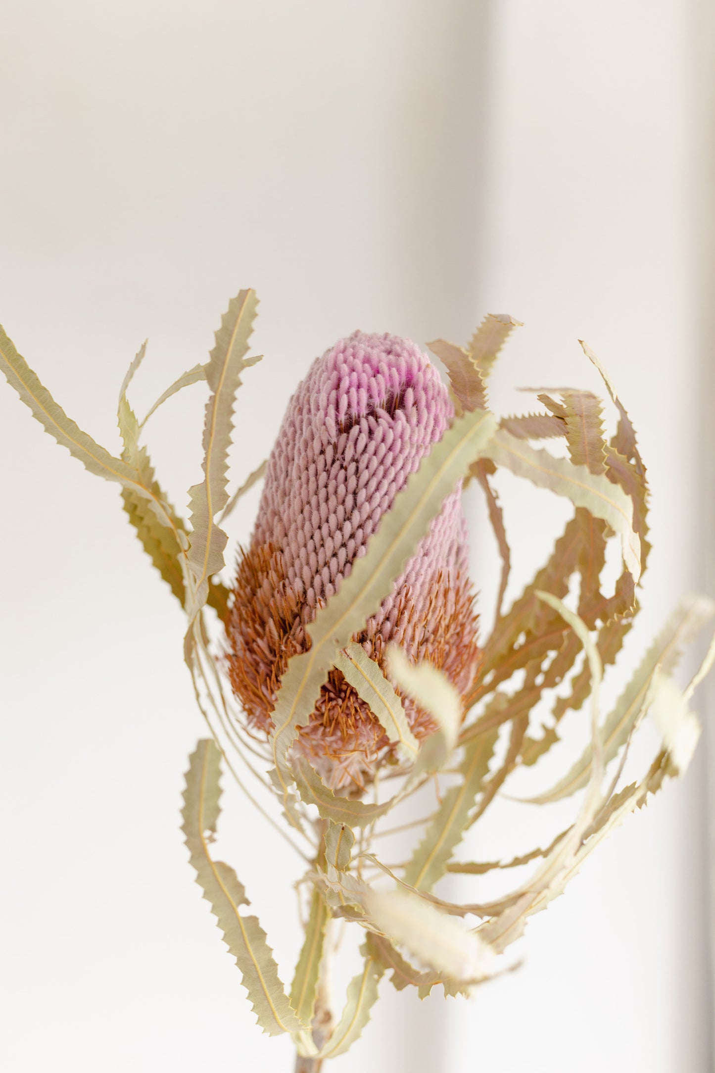 Dried Banksia Pastel Pink