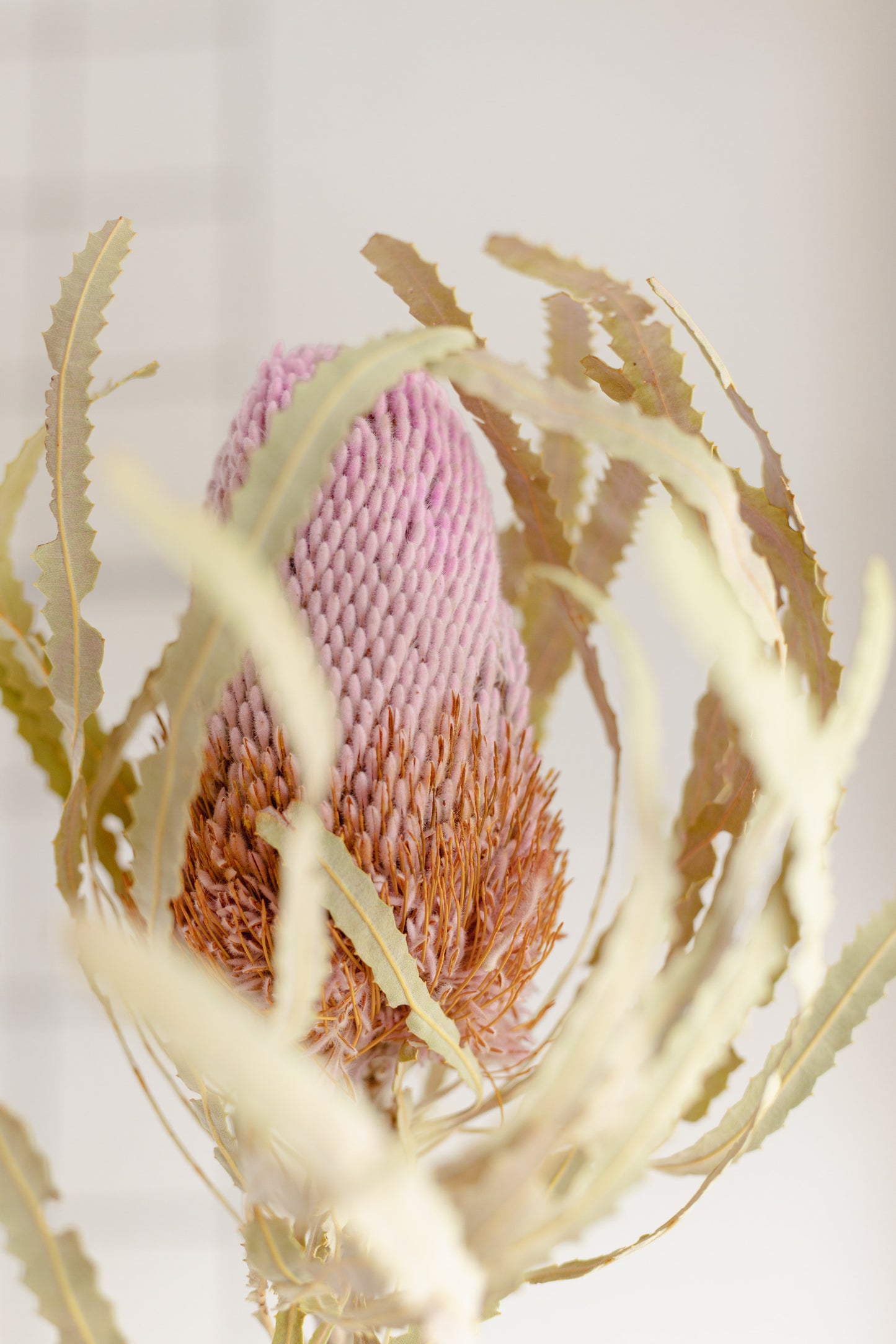 Dried Banksia Pastel Pink