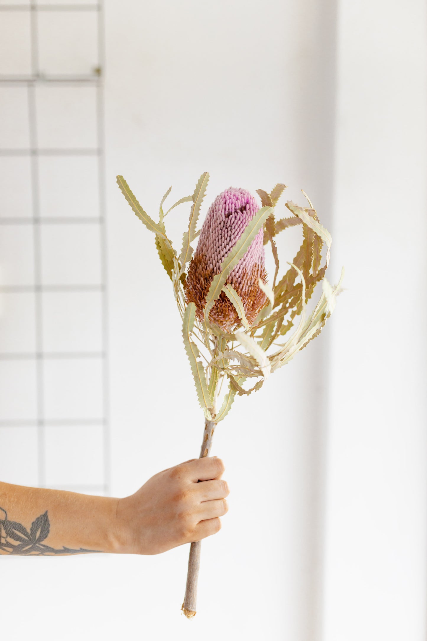 Dried Banksia Pastel Pink