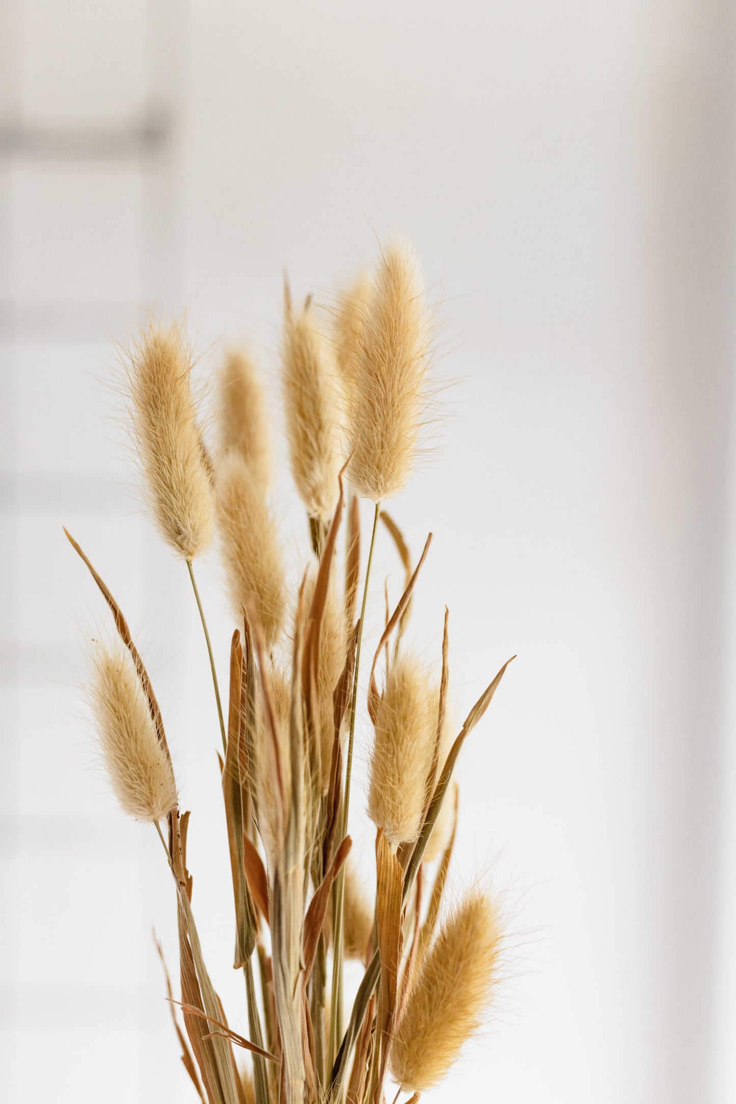 Dried Short Bunny Tails, Natural