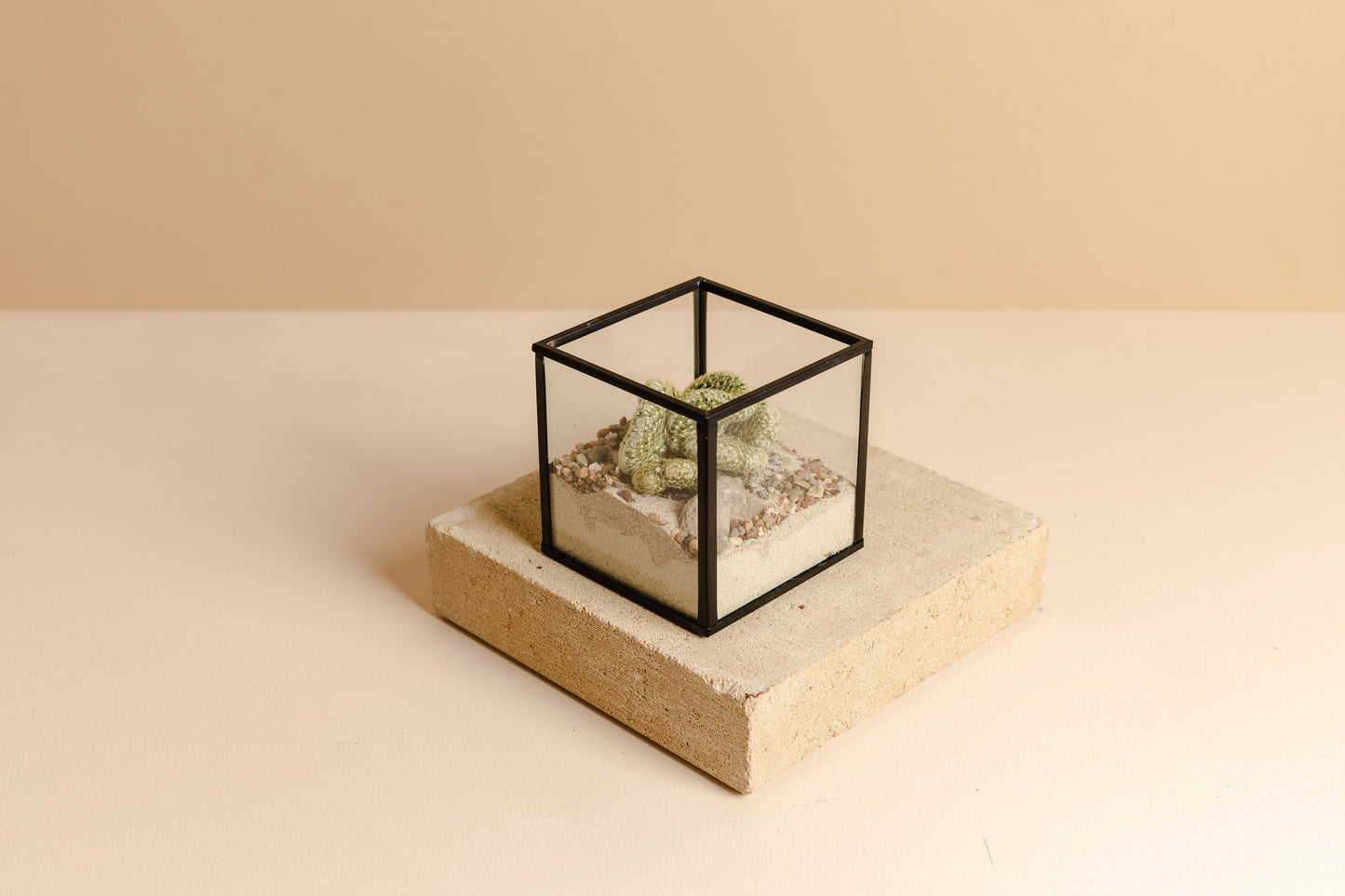 Cacti & Succulent Garden (Miniature)