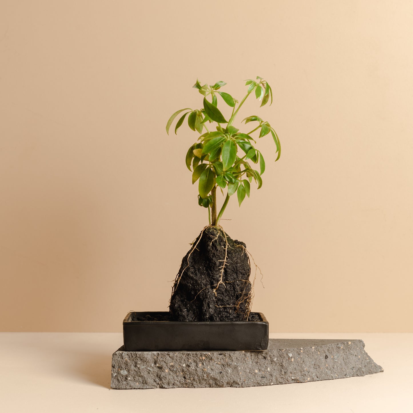 Rock Plant