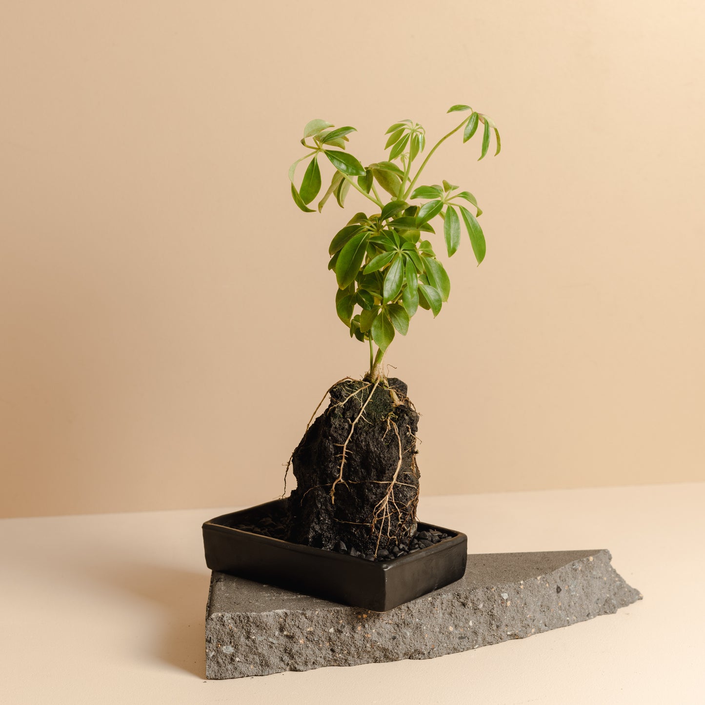 Rock Plant